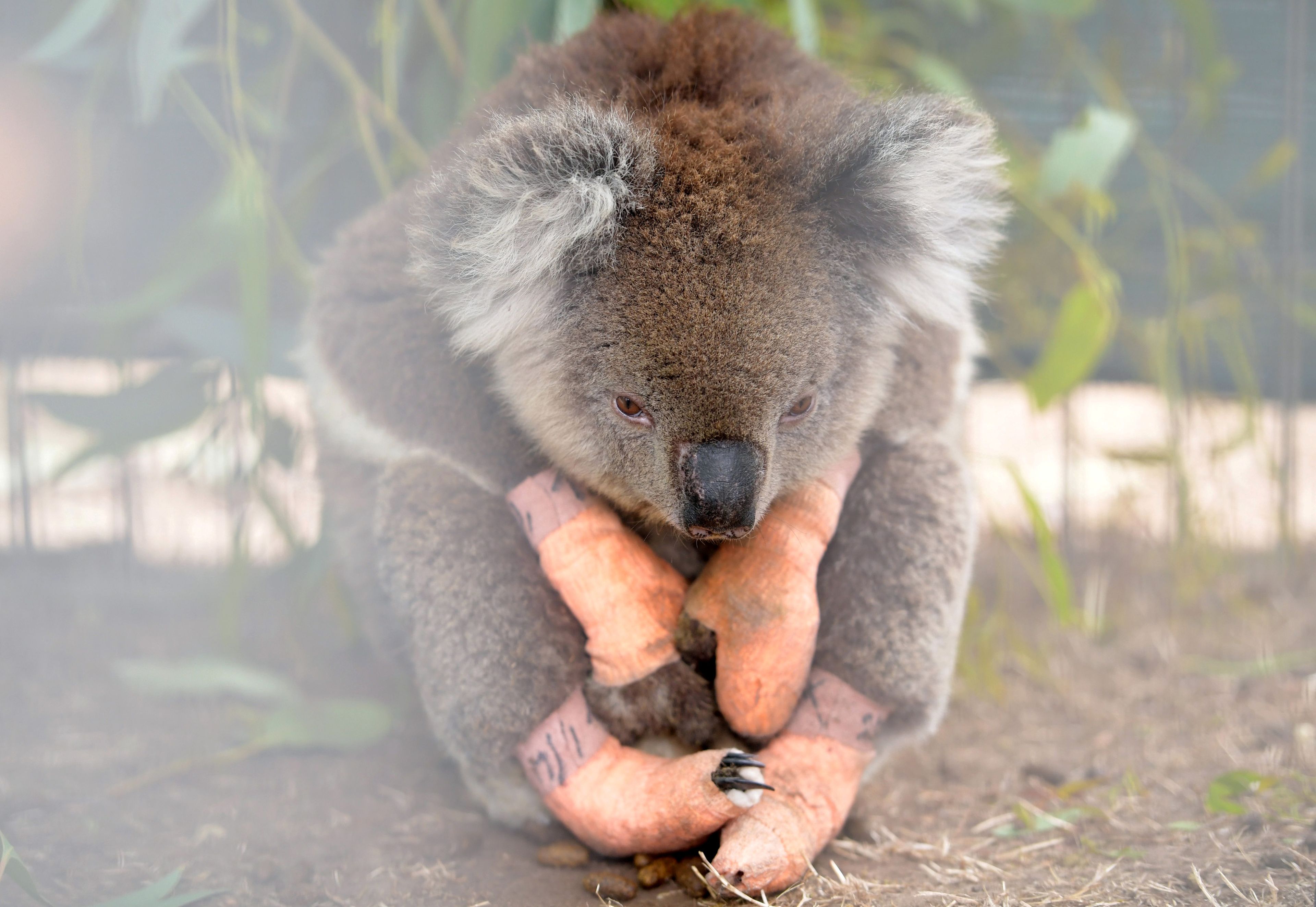 Un koala herido tras los incendios de Australia a principios de 2020