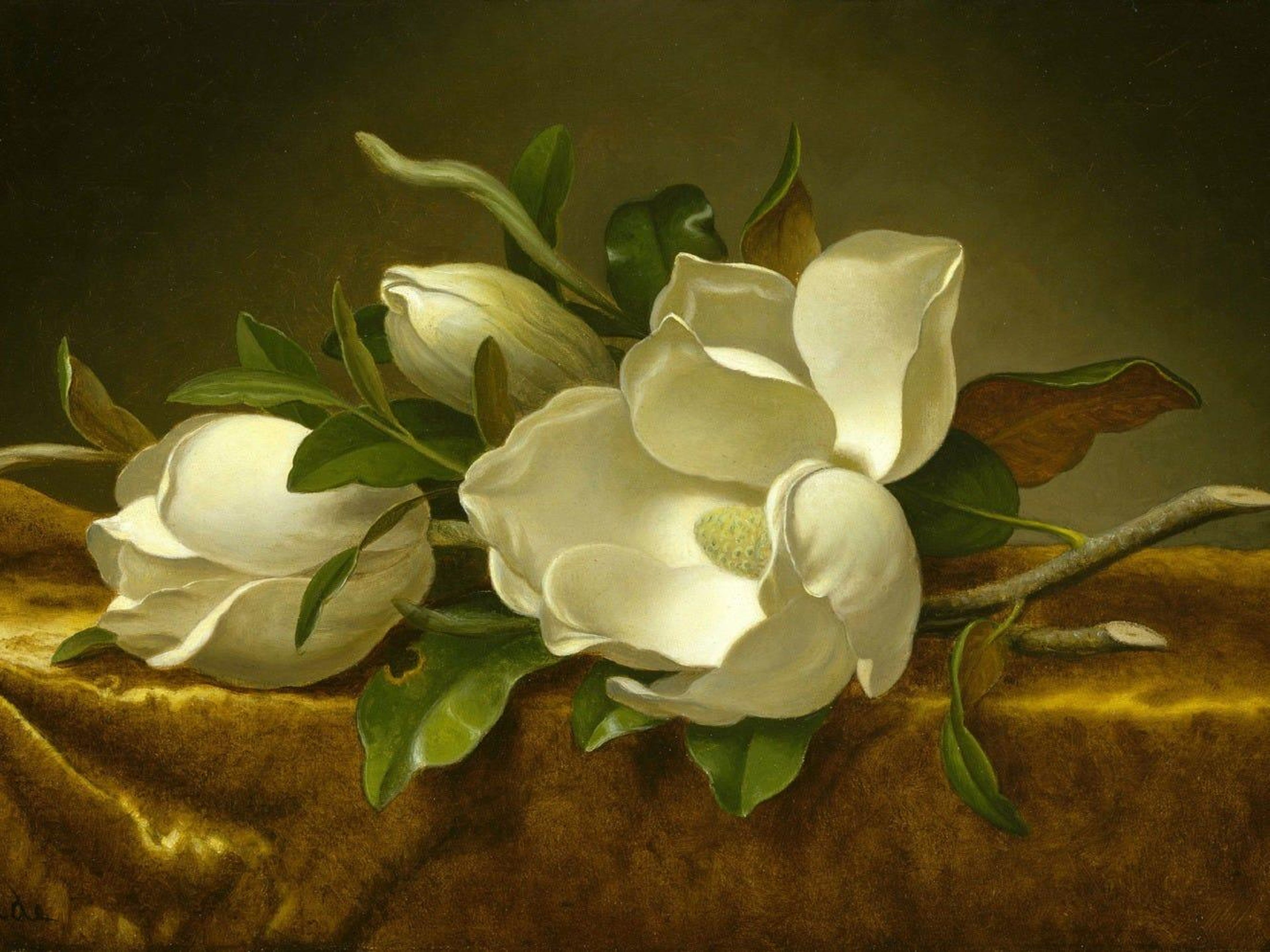 Magnolias en terciopelo dorado