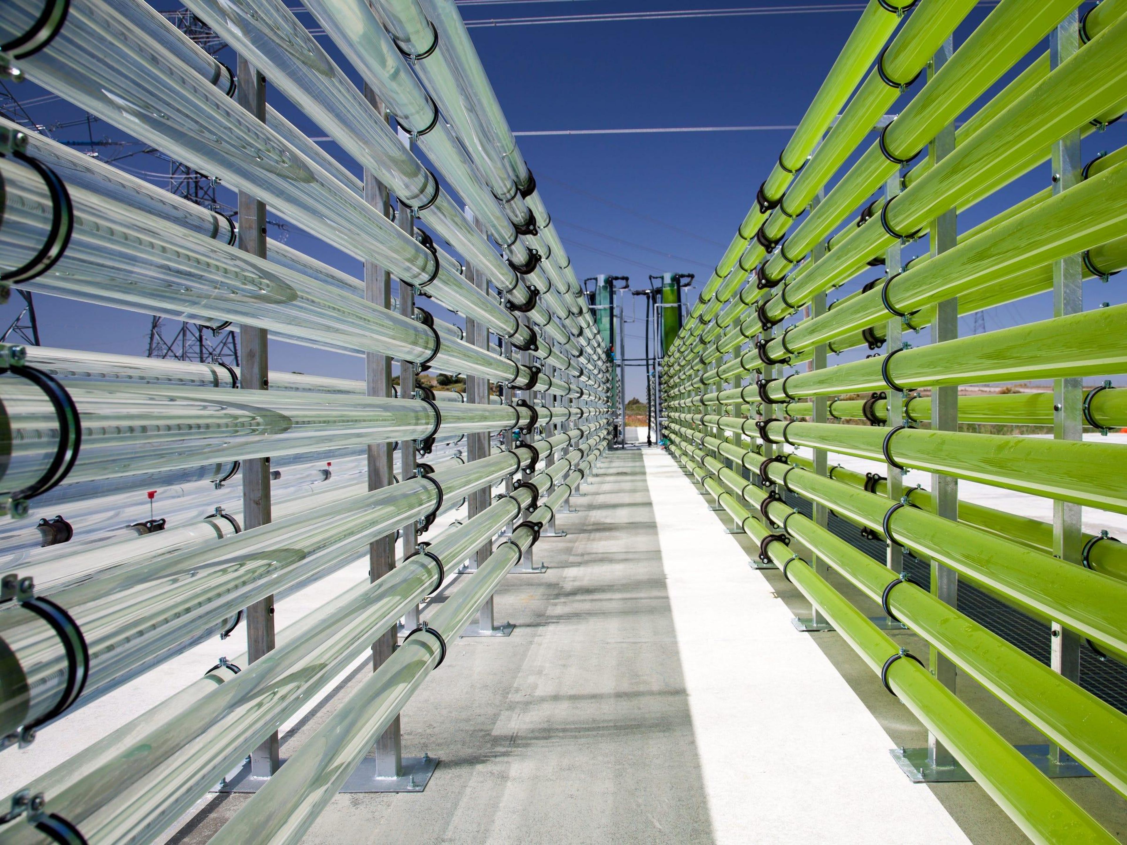 Biorreactores llenos de algas verdes que consumen dióxido de carbono en Costa de la Luz, España.