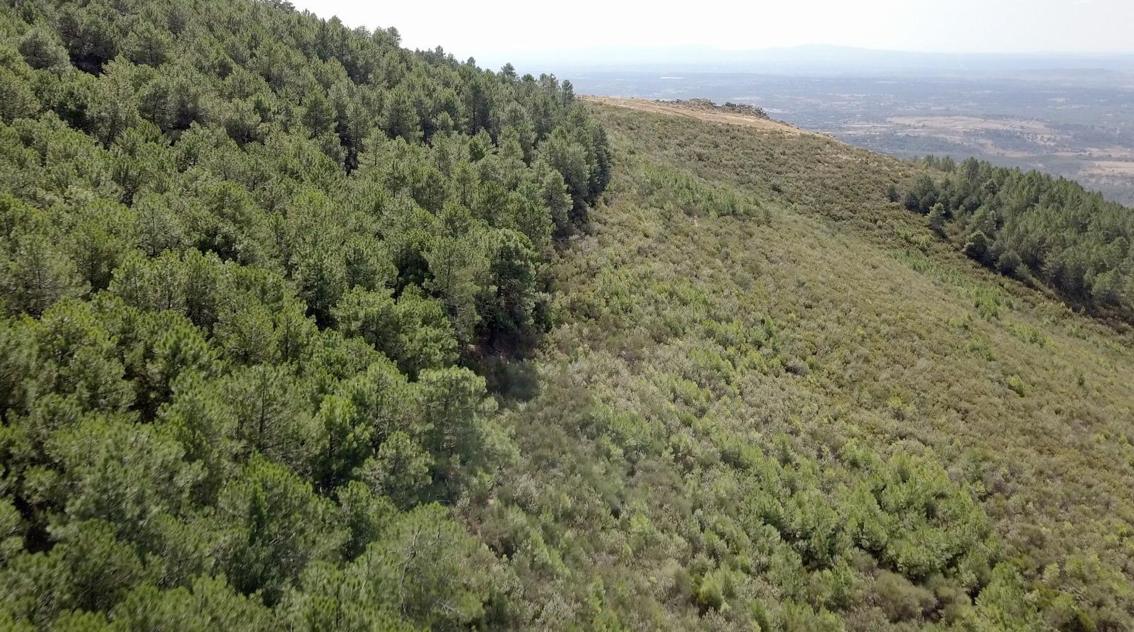 Este bosque es la zona a reforestar en Villanueva de la Sierra, Extremadura