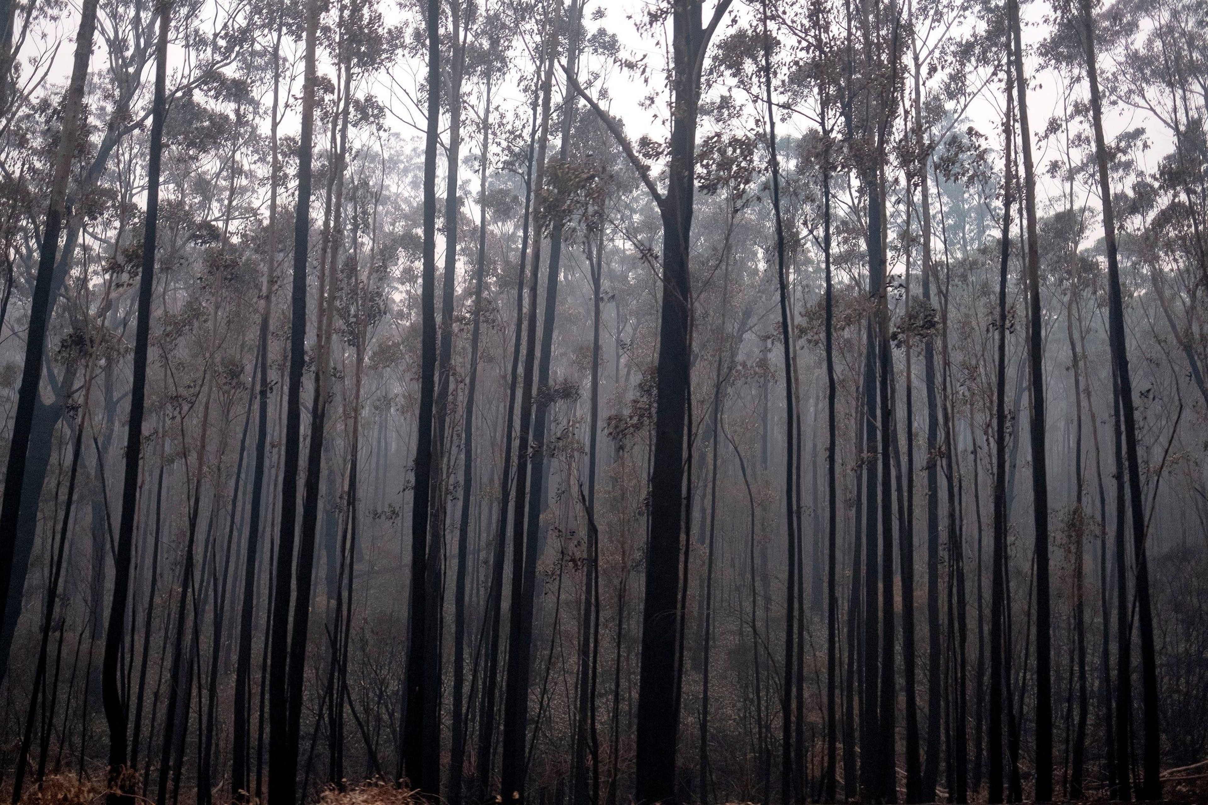 Árboles quemados en Mallacoota, Australia.