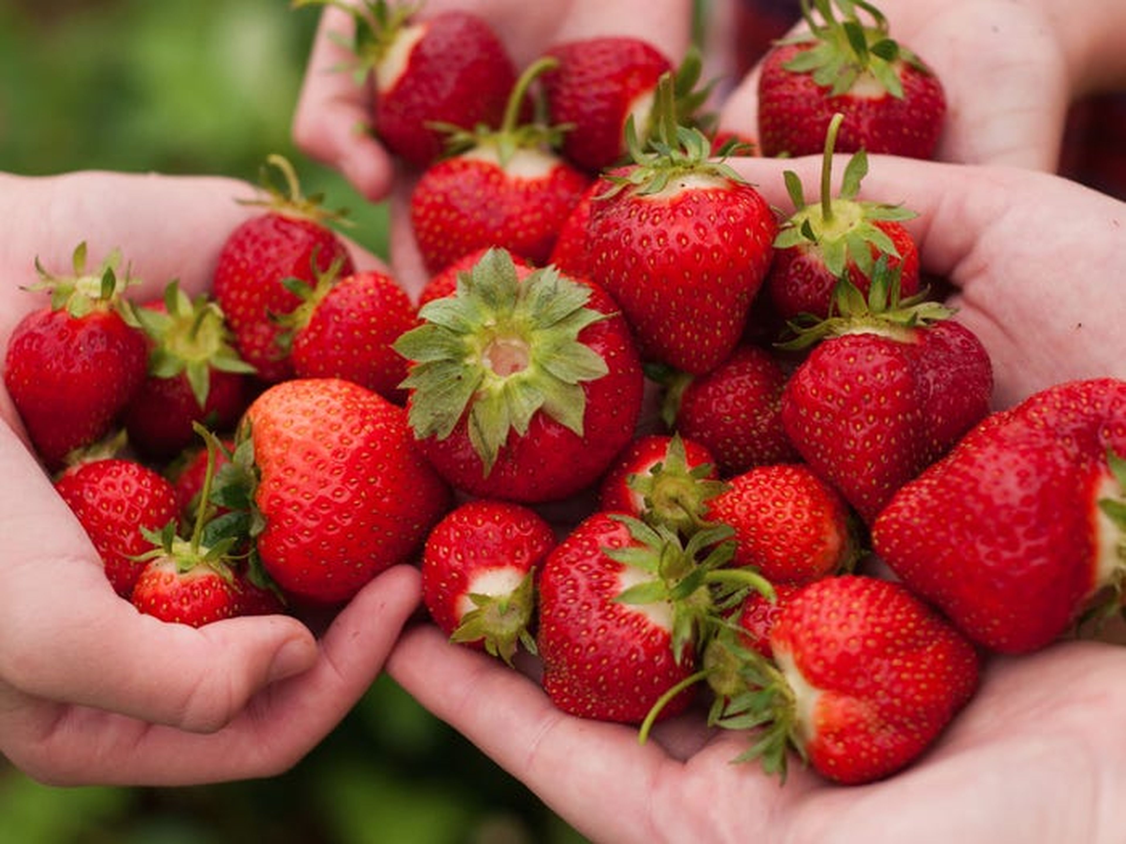 Las fresas pueden prevenir enfermedades crónicas.