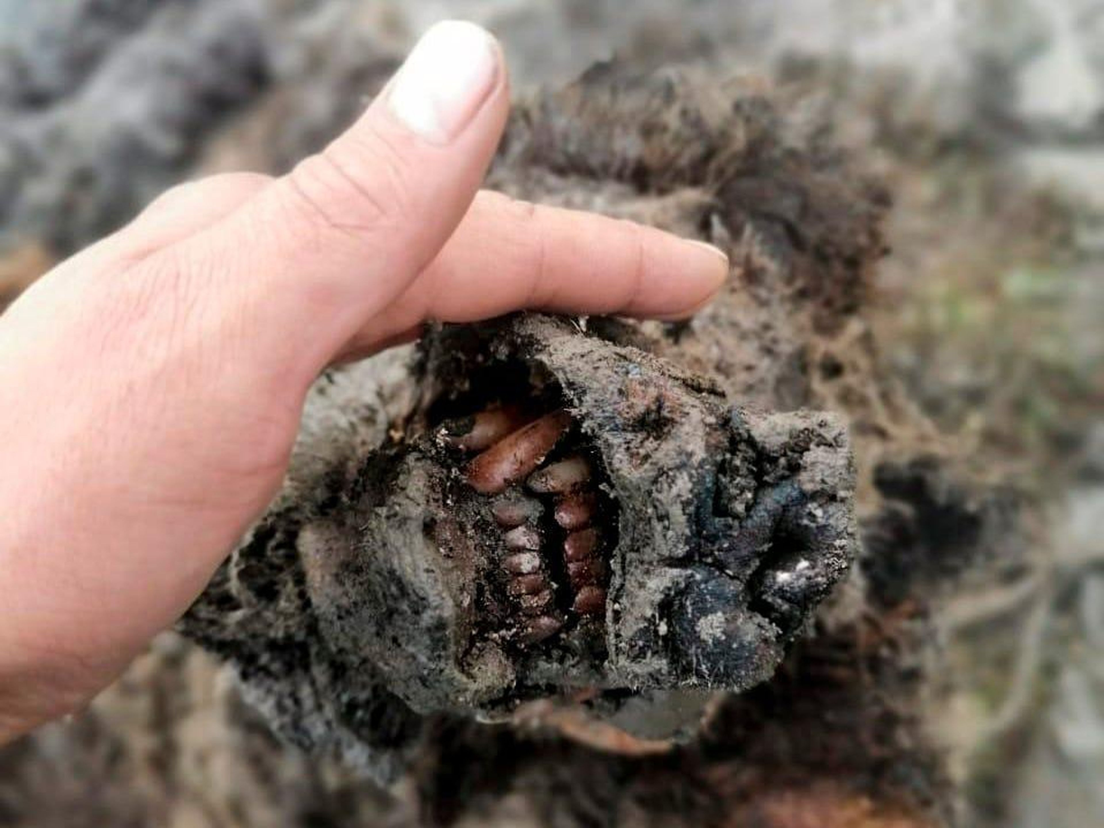 El cadáver de un oso de las cavernas de la Edad de Hielo encontrado en la Gran Isla Lyakhovsky entre el Mar de Laptev y el Mar de Siberia Oriental al norte de Rusia.