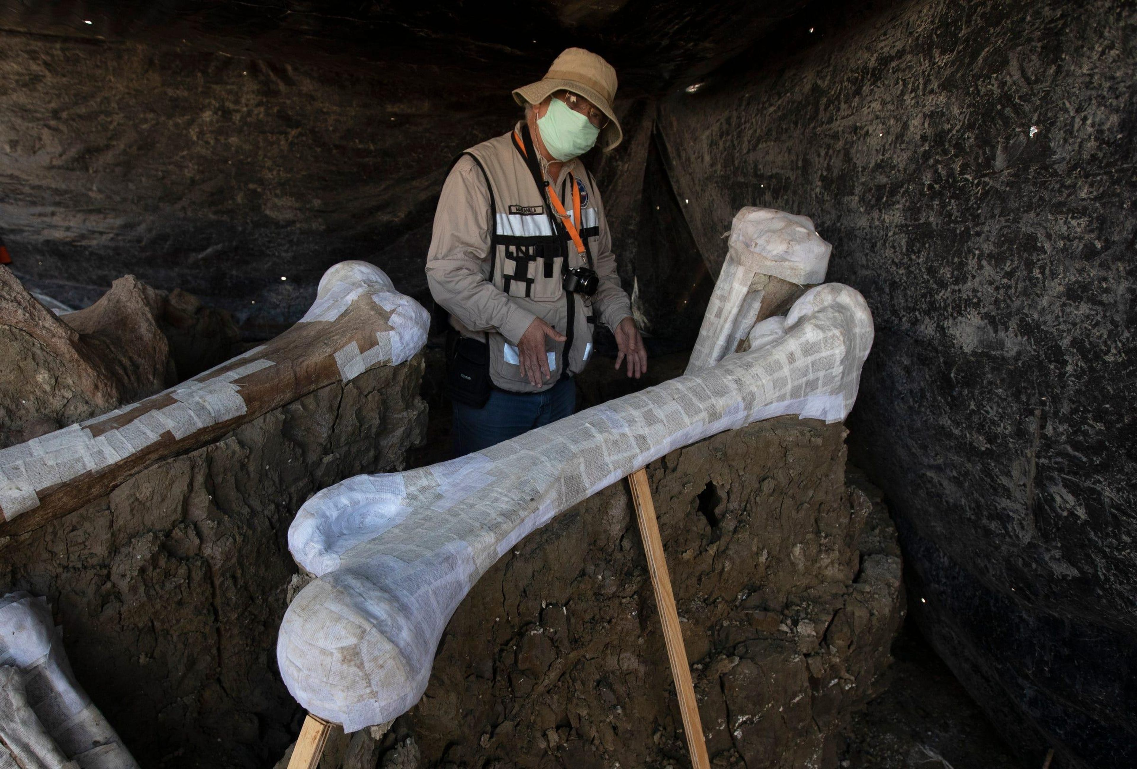 Rubén Manzanilla López, del Instituto Nacional de Antropología, muestra huesos de mamut descubiertos en la base militar Santa Lucía en México, 3 de septiembre de 2020.