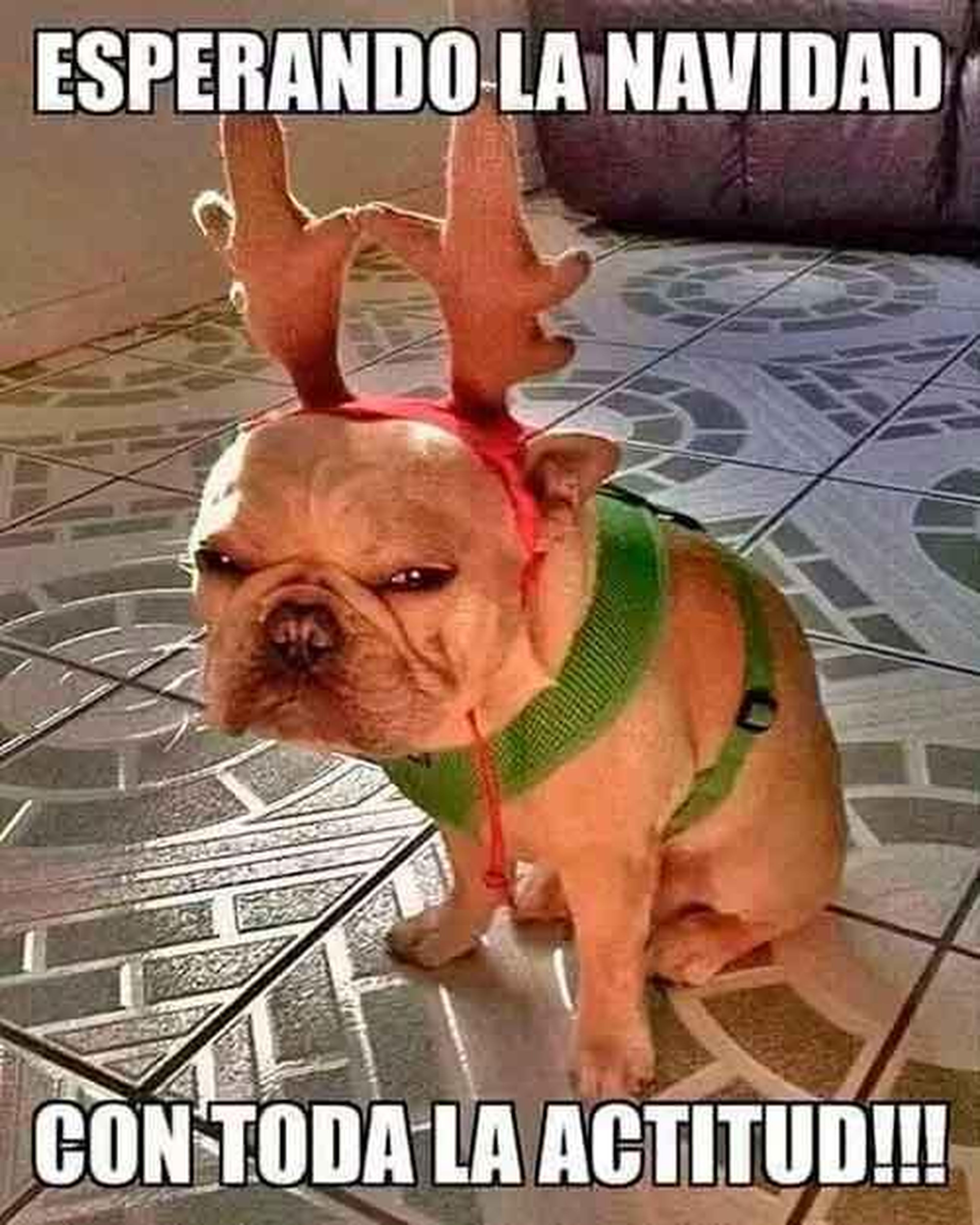 Meme perro Navidad
