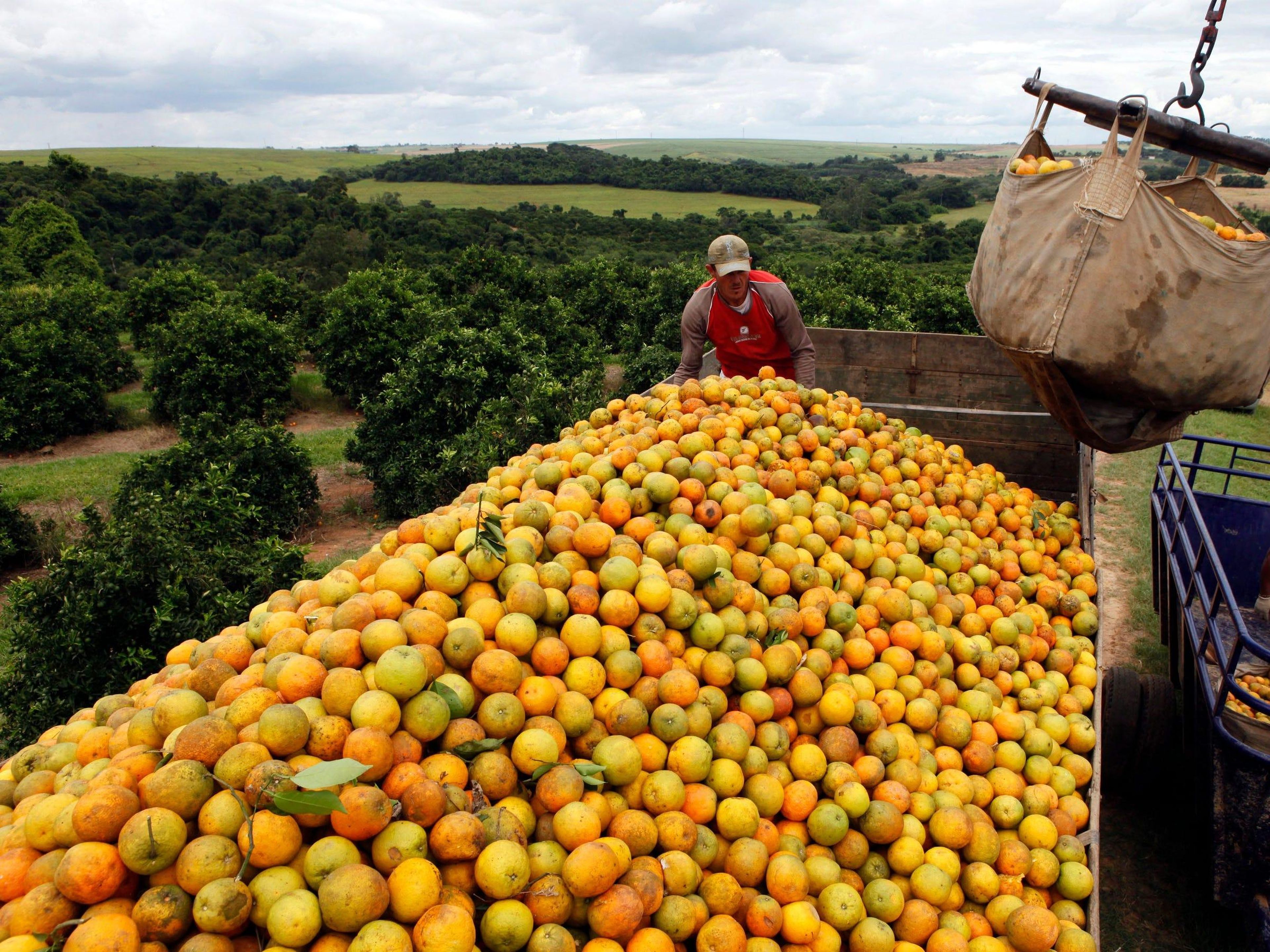 Урожайность апельсинов. Плантация апельсинов в Бразилии. Цитрусовые плантации Португалии. Плантации апельсинов в Испании. Плантация цитрус фрукты в Алжир.