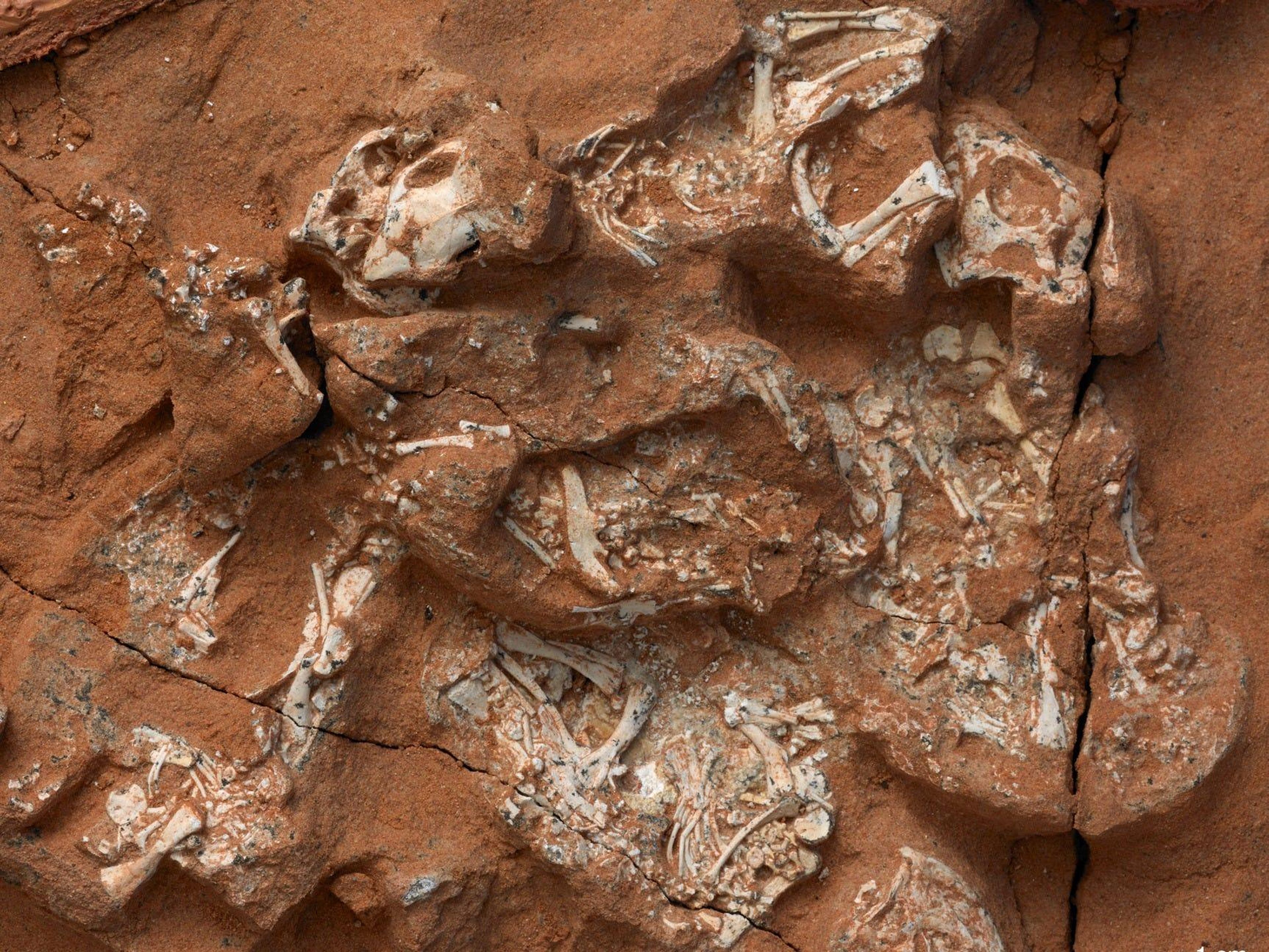 Este espécimen de Protoceratops excepcionalmente conservado incluye seis embriones que conservan esqueletos casi completos.