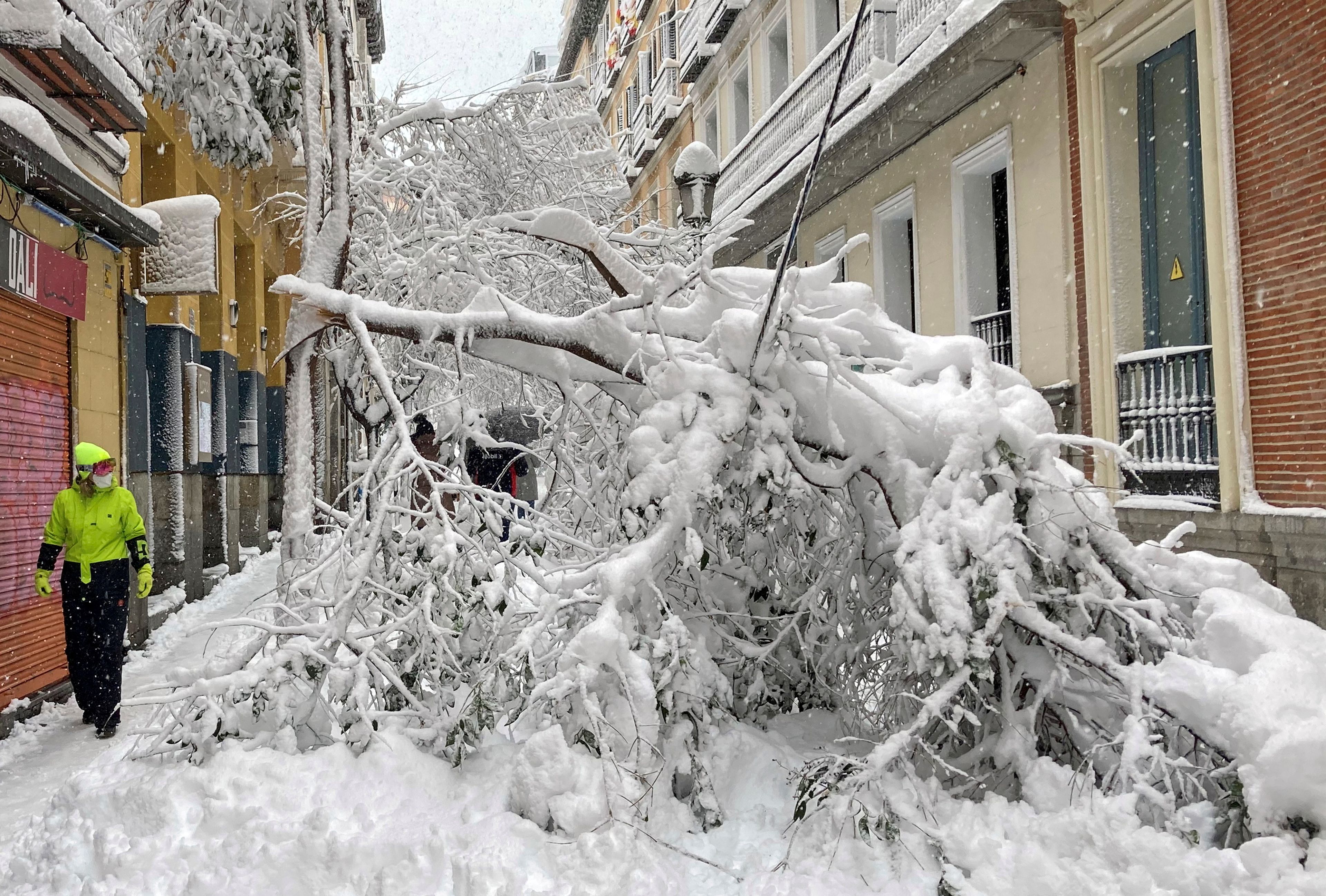 Un árbol caído en una calle de Madrid.