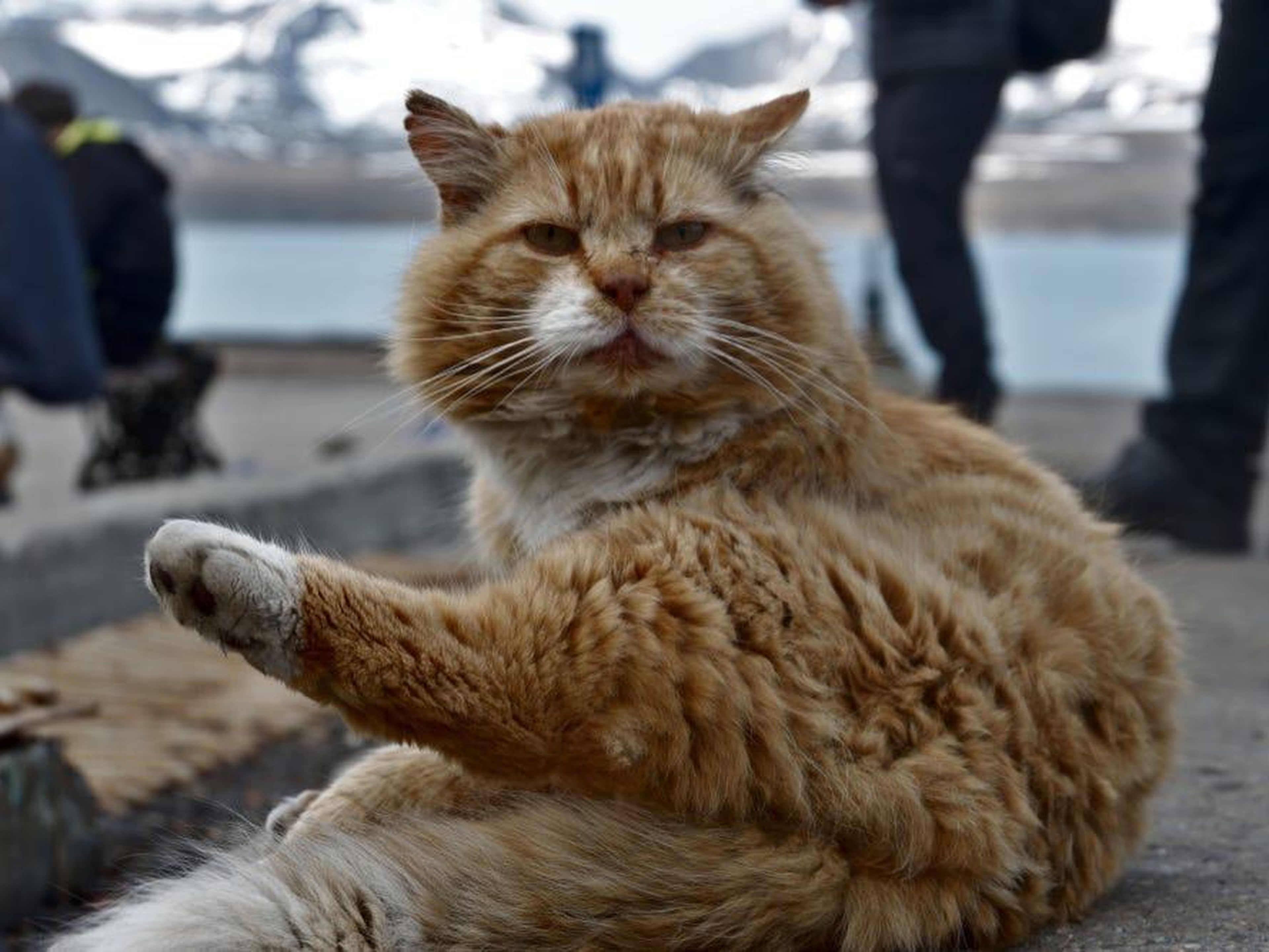 En Barentsburg existen crías extraviadas de gatos antes de la prohibición.