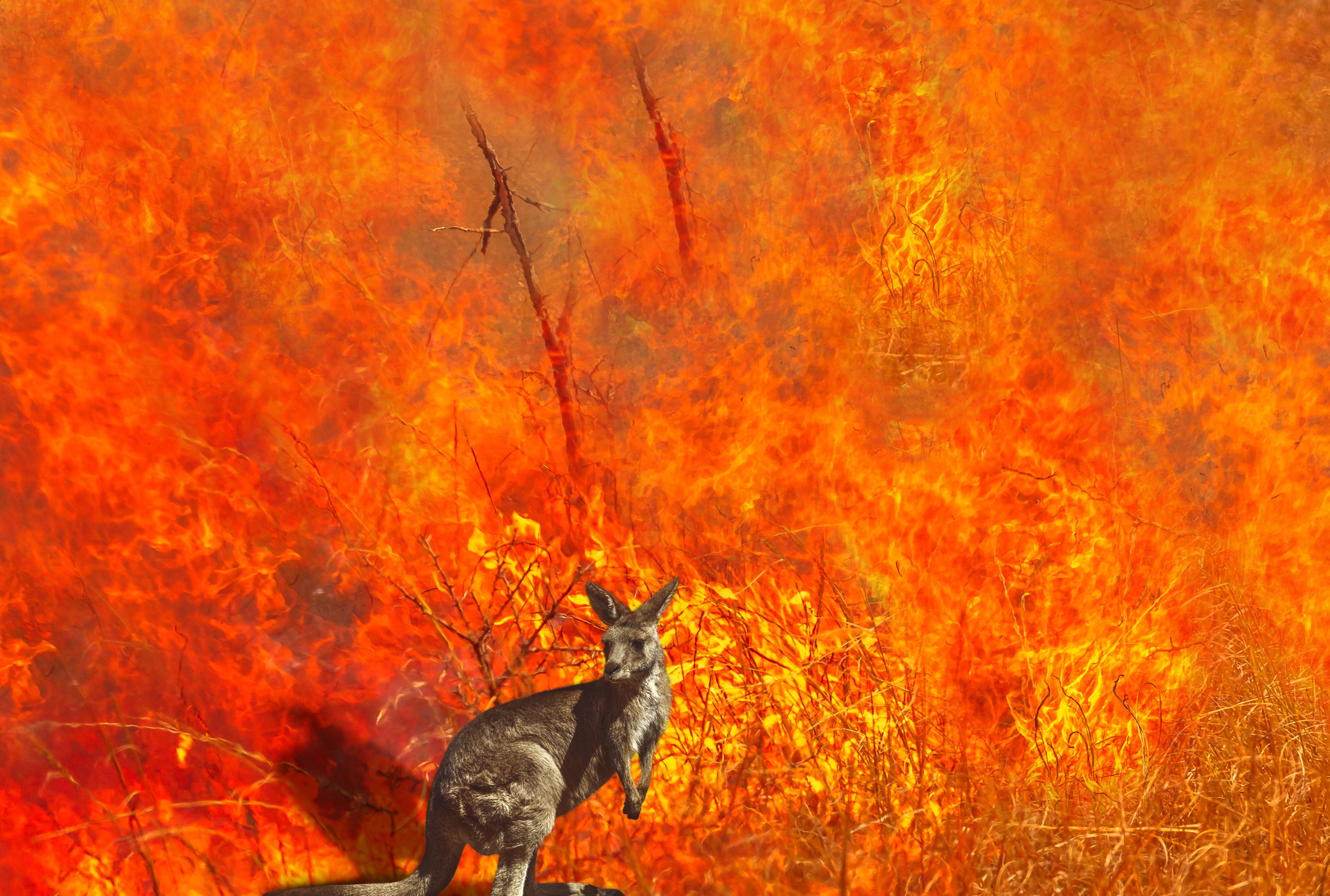 Canguro captado durante los incendios de Australia de 2020.