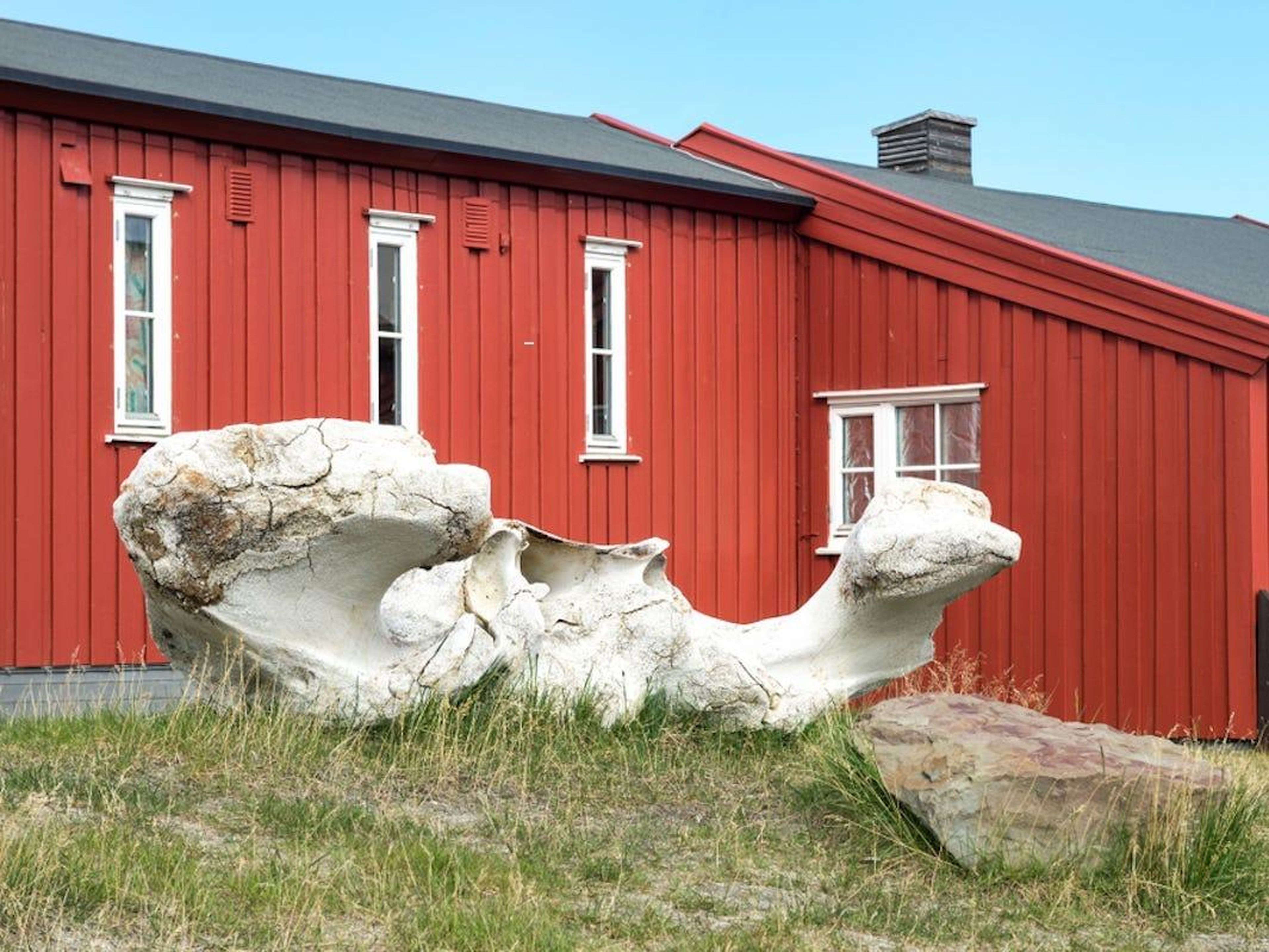 Un hueso de ballena en Longyearbyen.