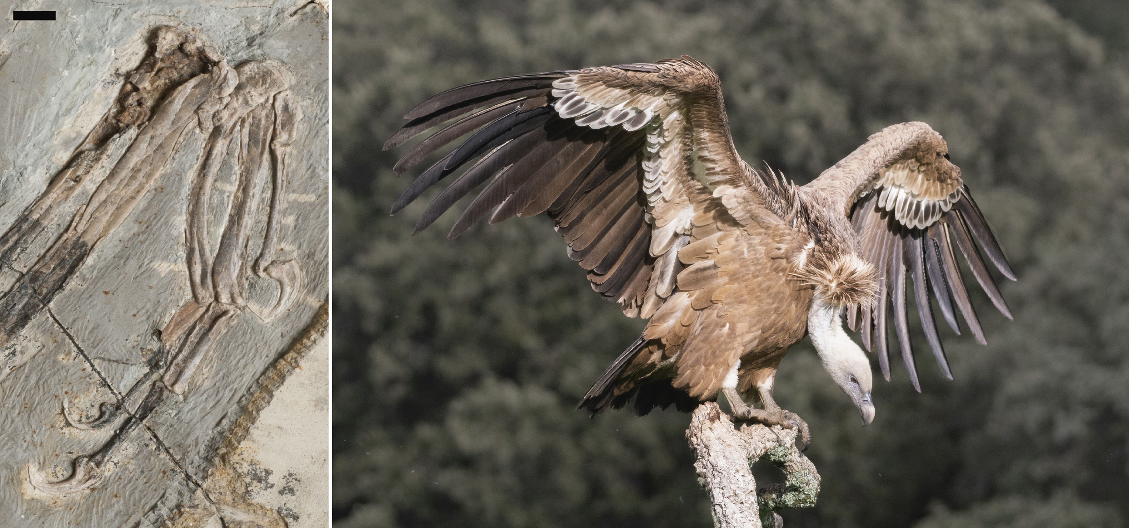 A la izquierda, el fósil de la mano prensil y con garras de una de las primeras aves Mesozoicas, 'Jeholornis curvipes'. A la derecha, un buitre leonado ('Gyps fulvus').