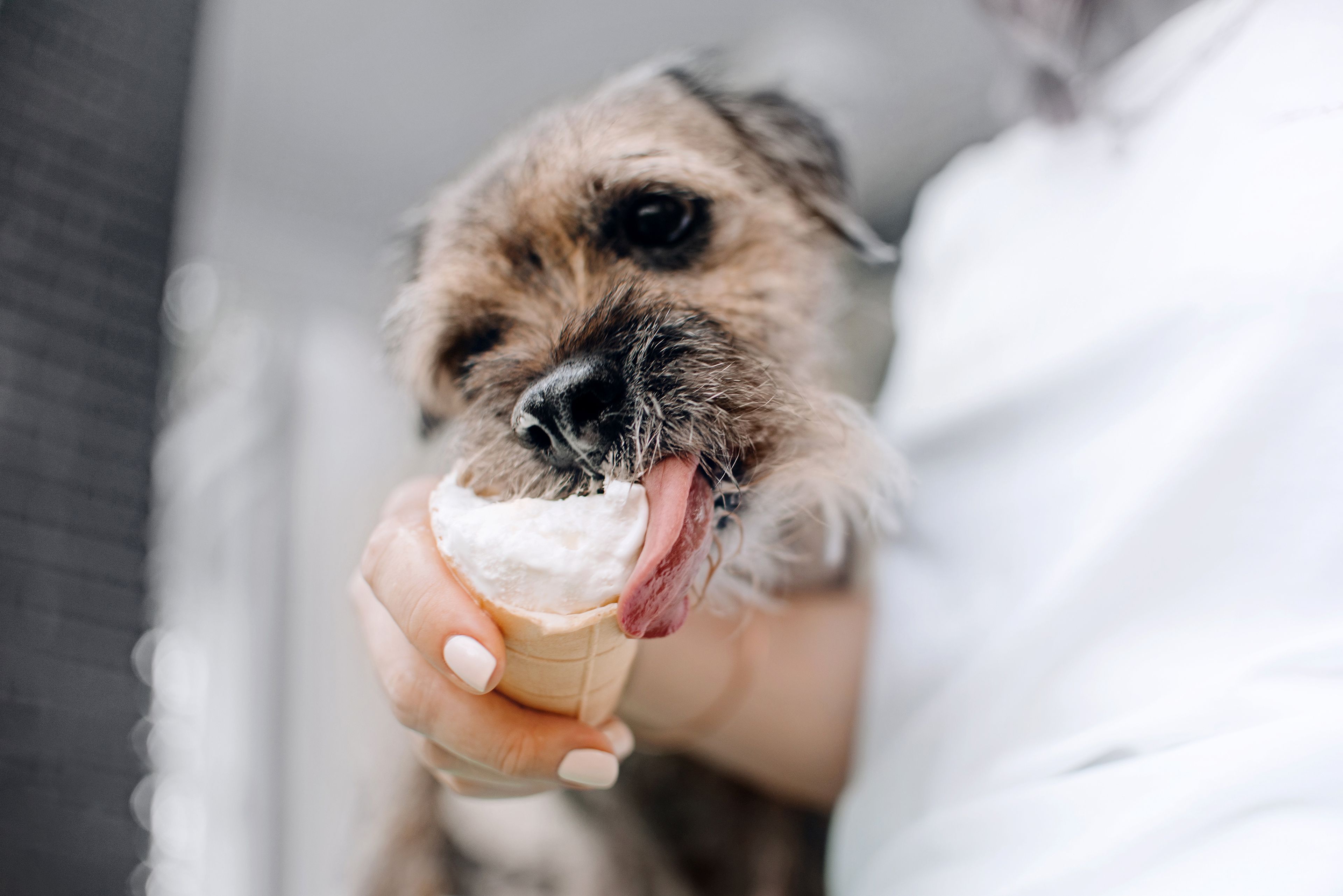 Perro comiendo helado