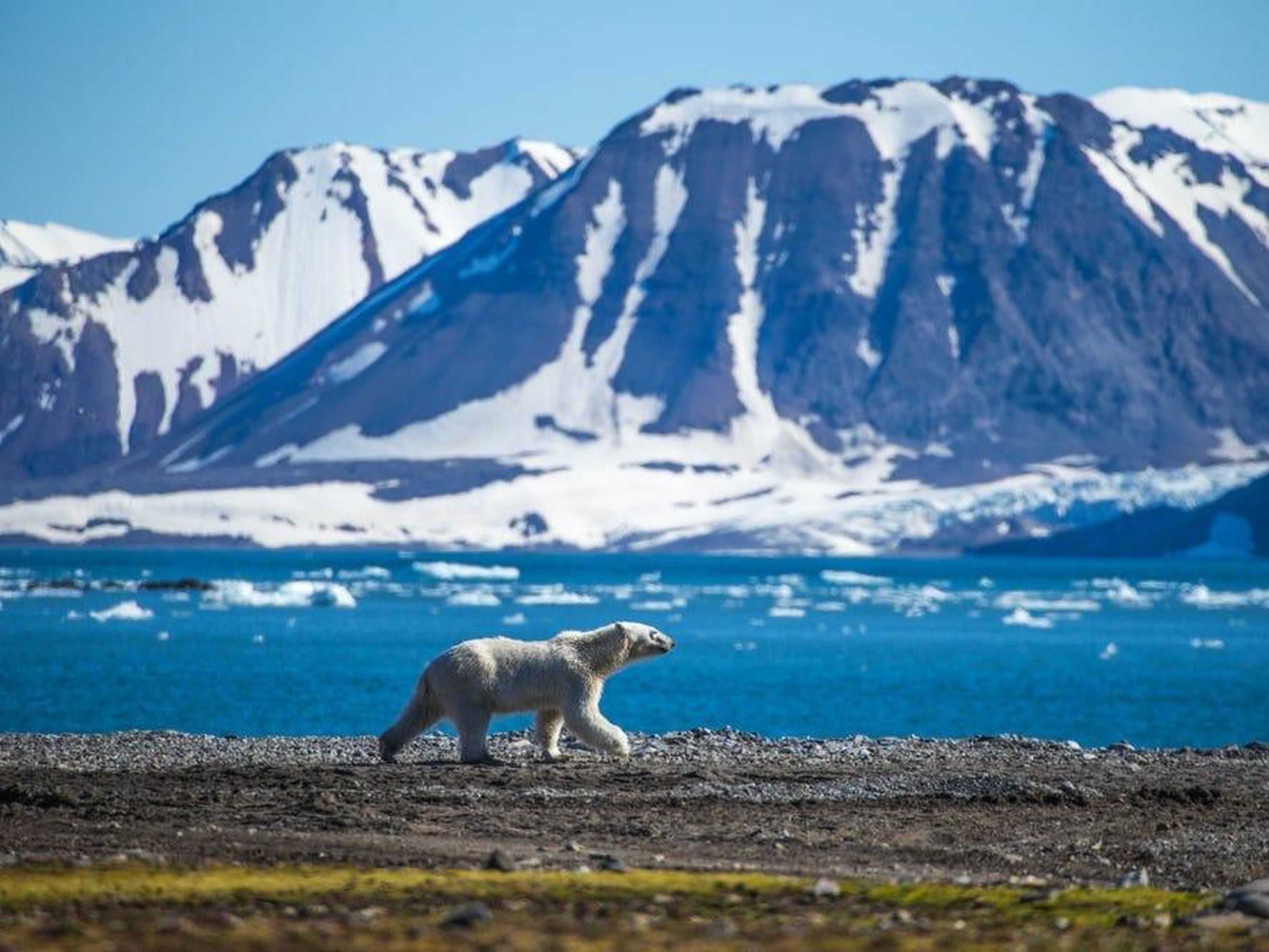 Un oso polar en Svalbard.