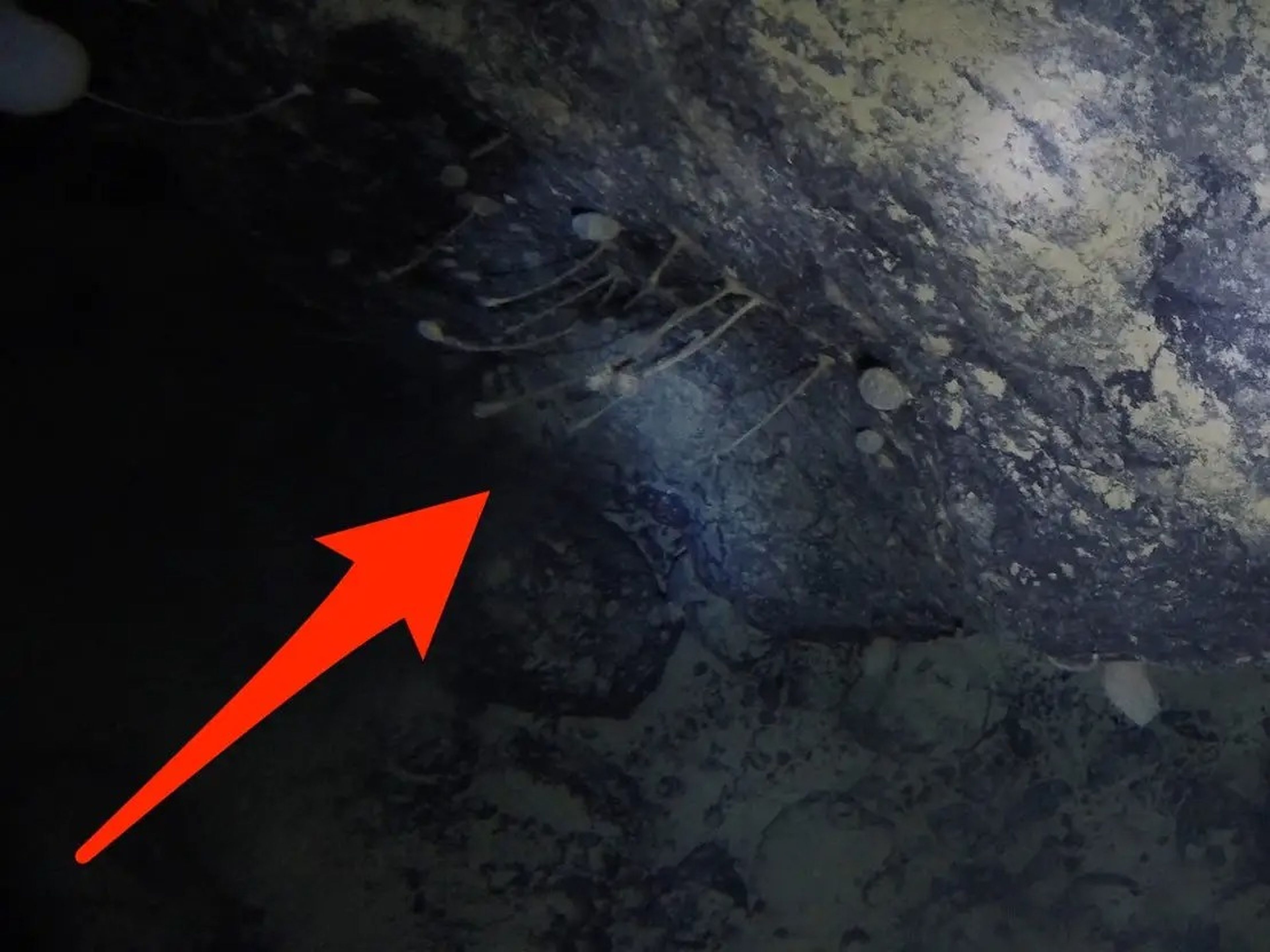 Imagen del vídeo en el que los científicos observaron animales inmóviles, bajo el hielo de la Antártida; las criaturas parecen similares a las esponjas.