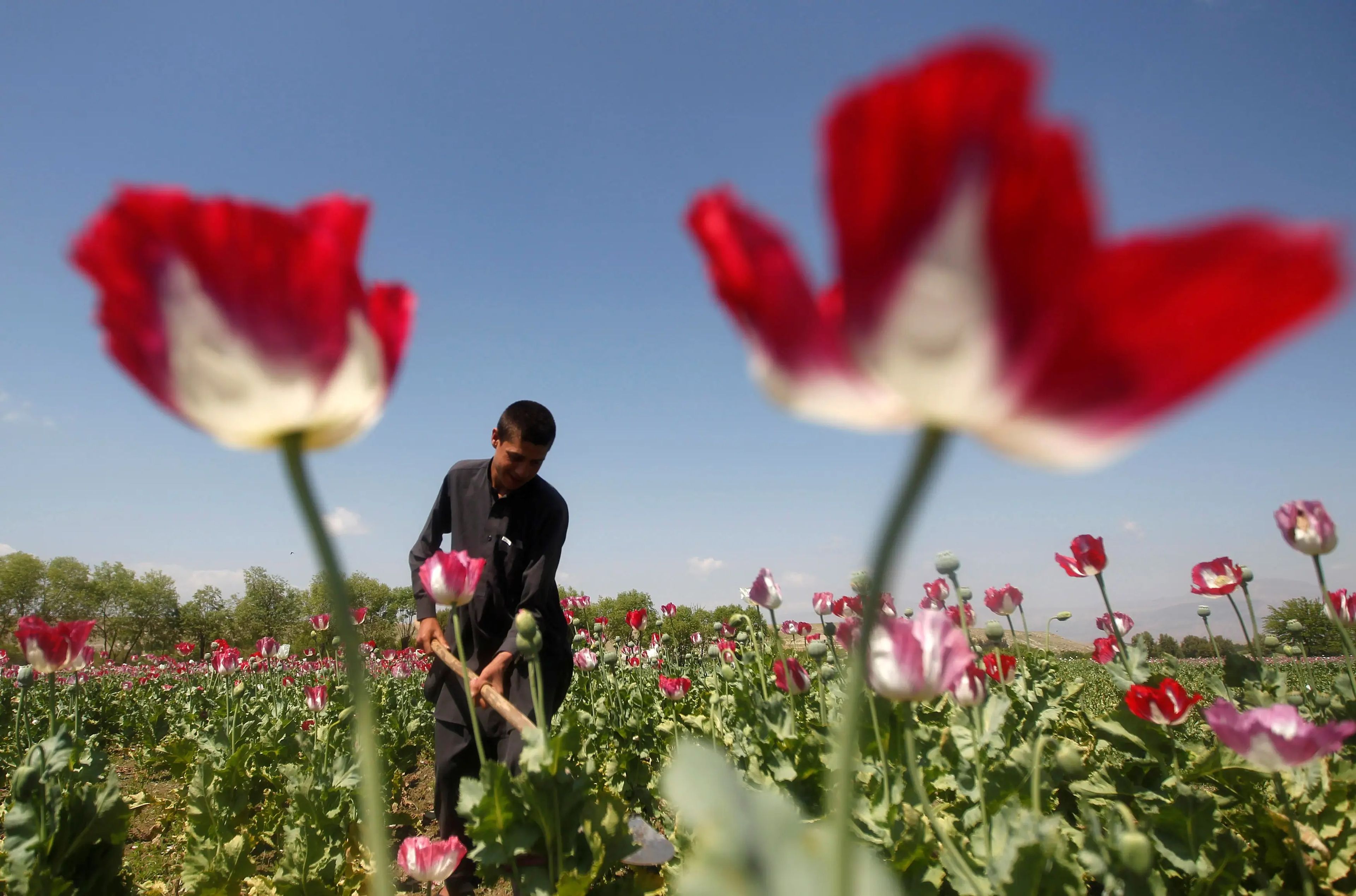 Un afgano trabajando en un campo de amapolas.
