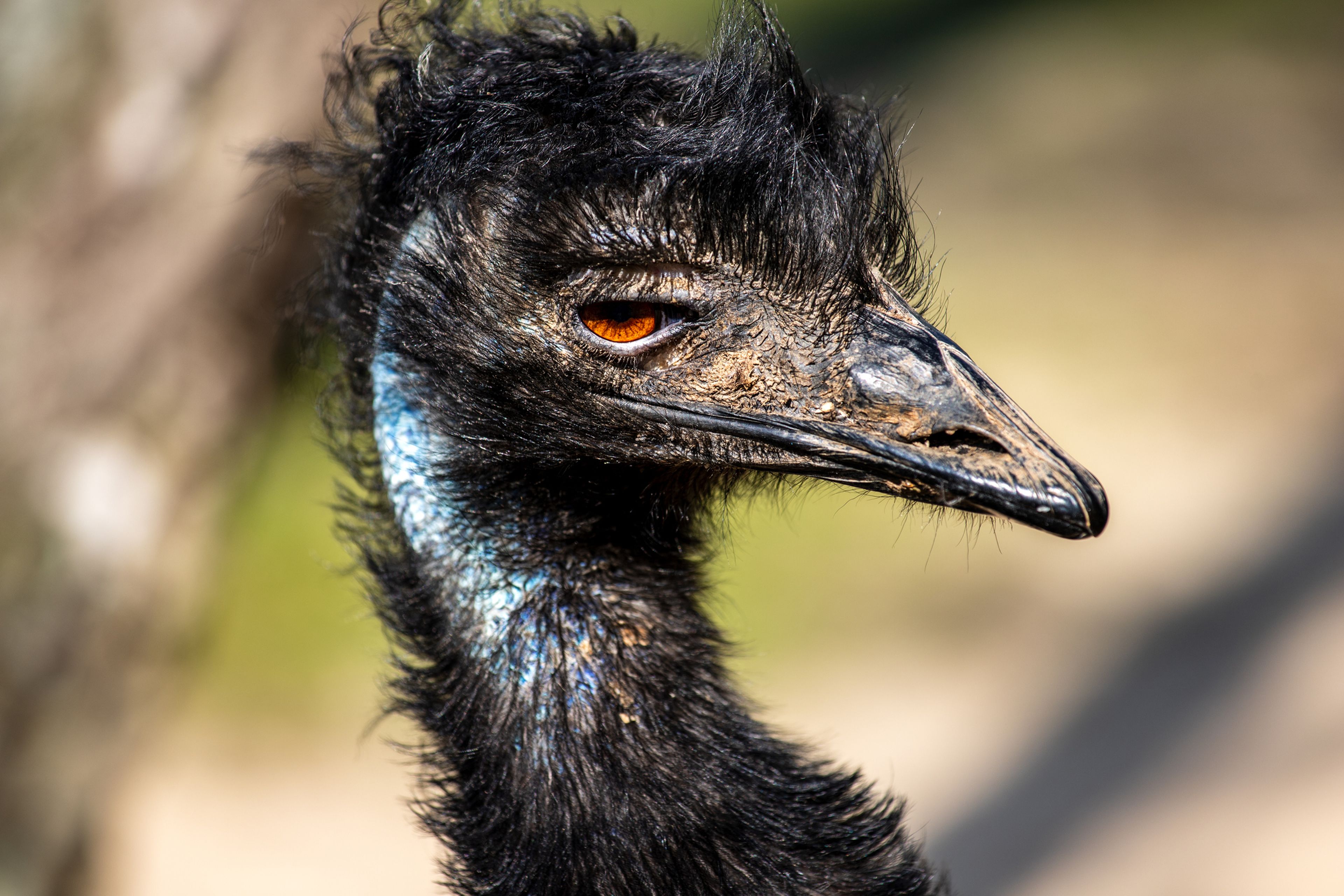 Imagen de un emú australiano.