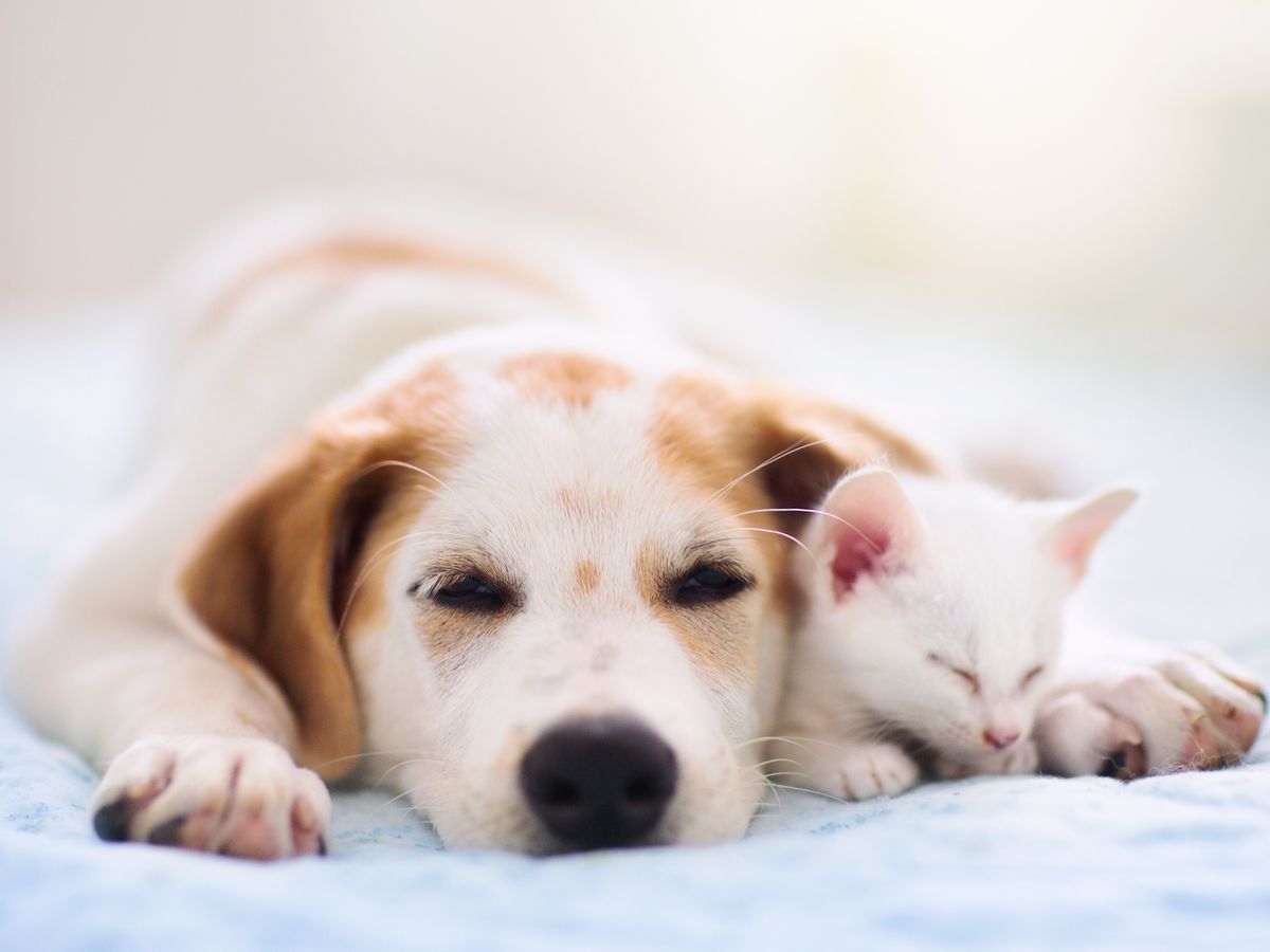 los gatos son mejores cazadores que los perros