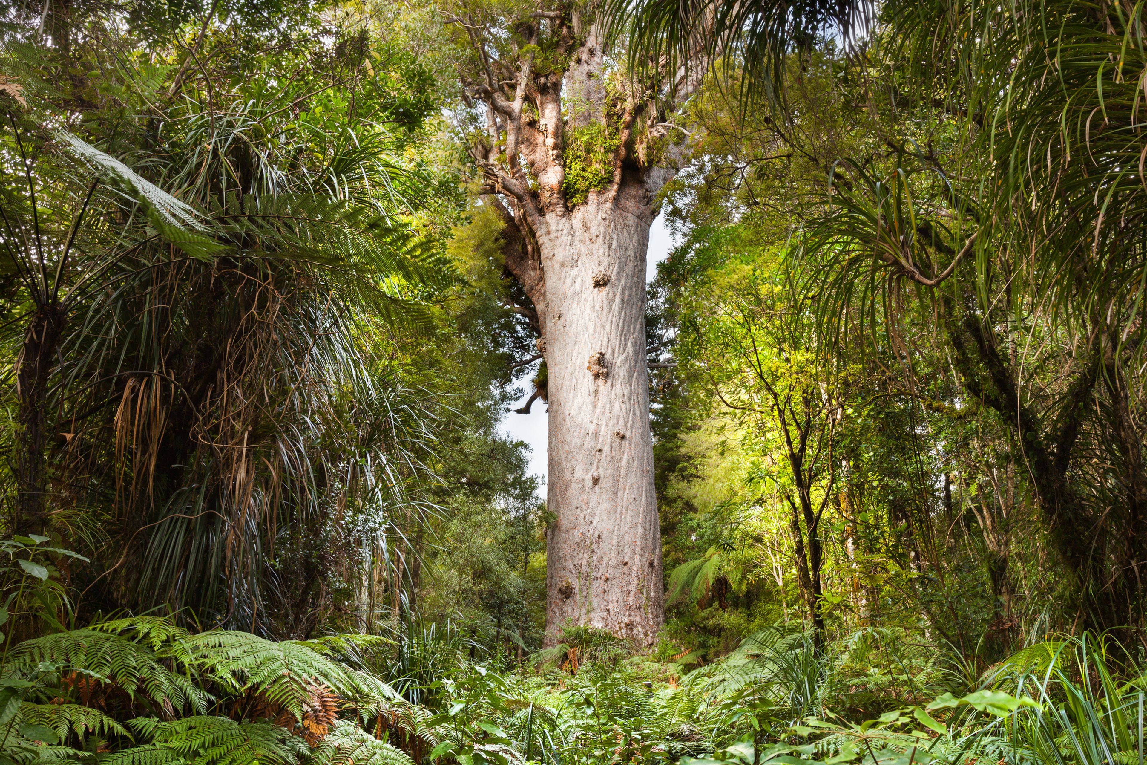 Kauri de Nueva Zelanda, el árbol milenario protagonista del estudio.