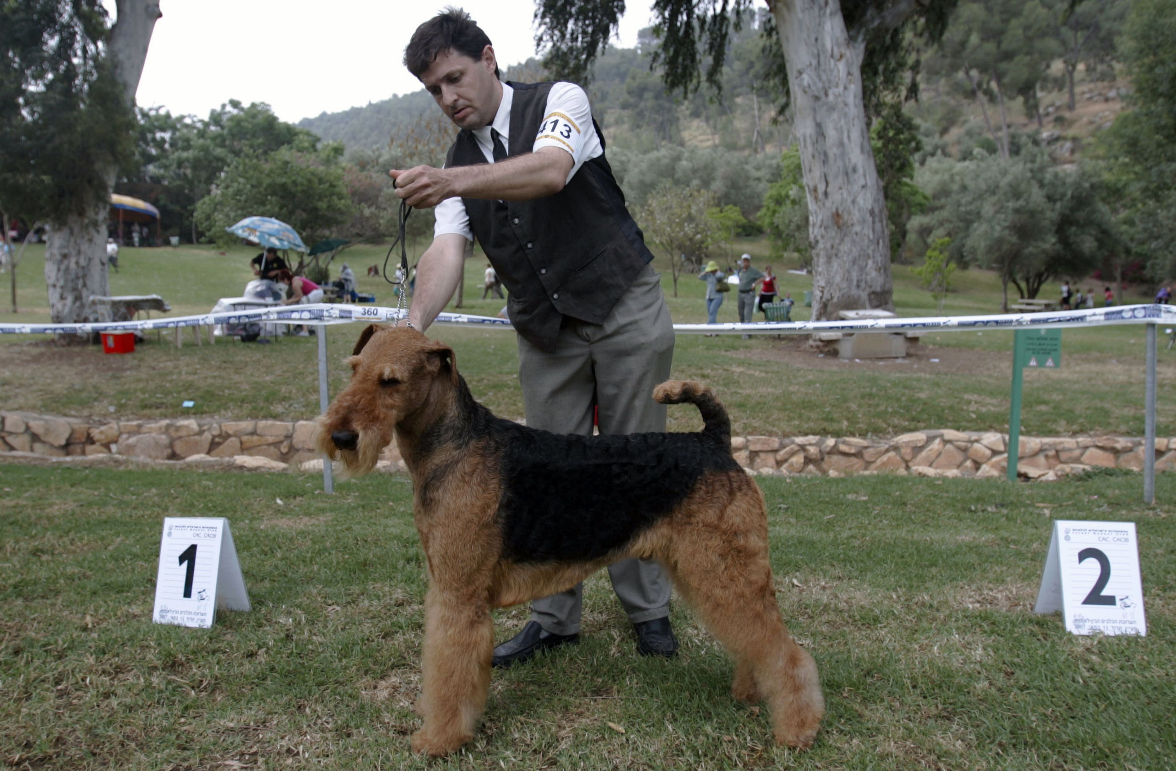 Perro airedale terrier