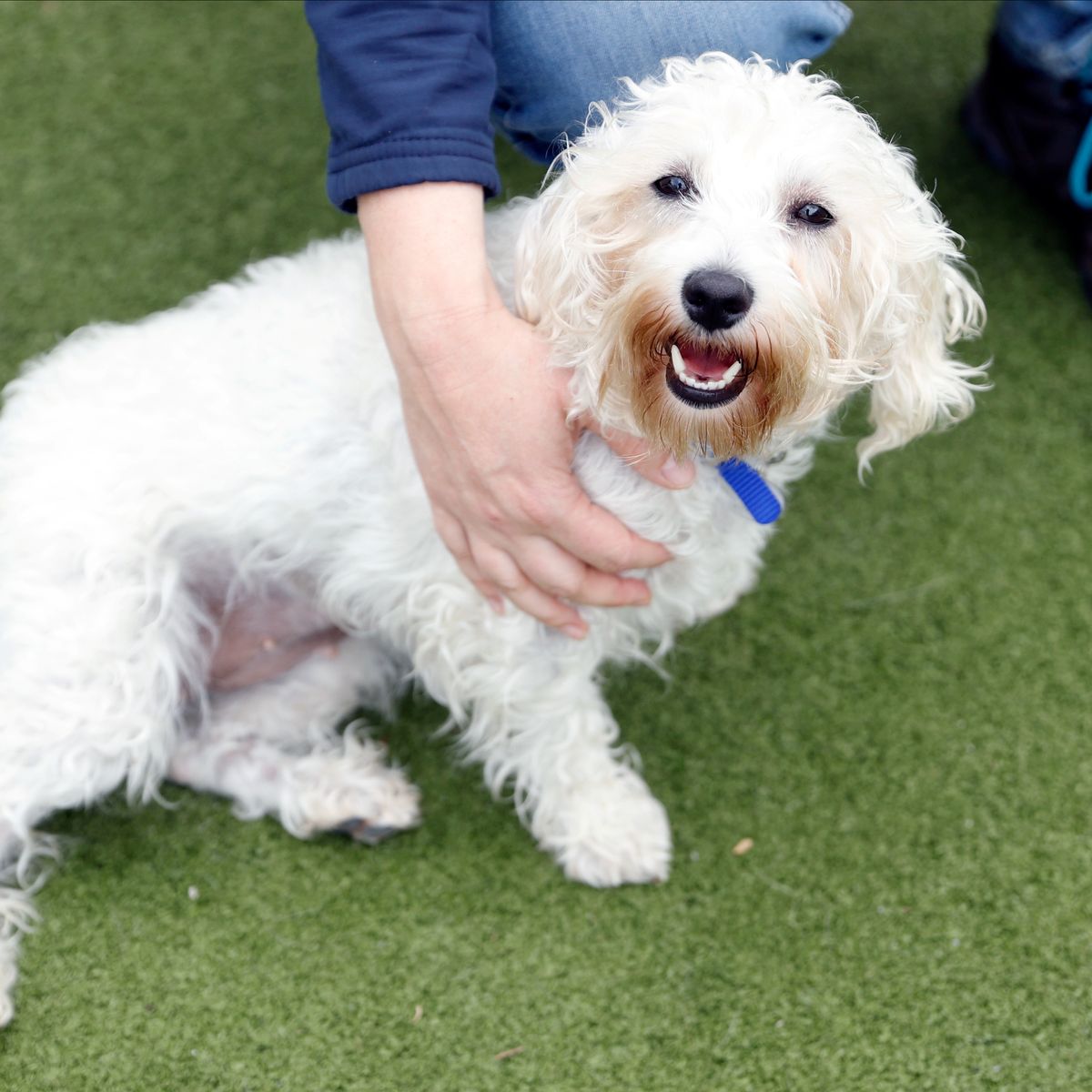 qué razas de perros tienen la piel suelta