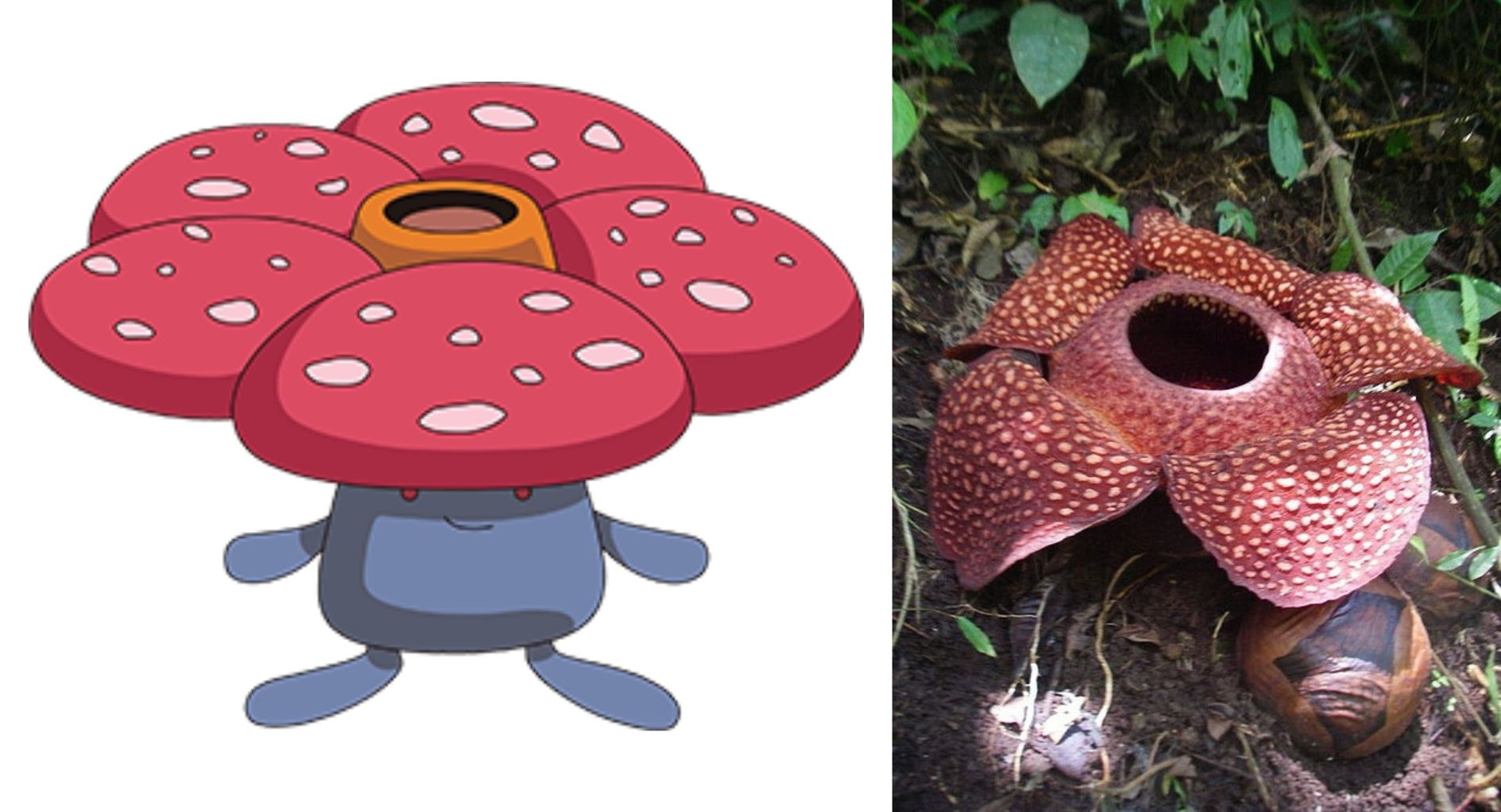 Vileplume es una rafflesia arnoldii