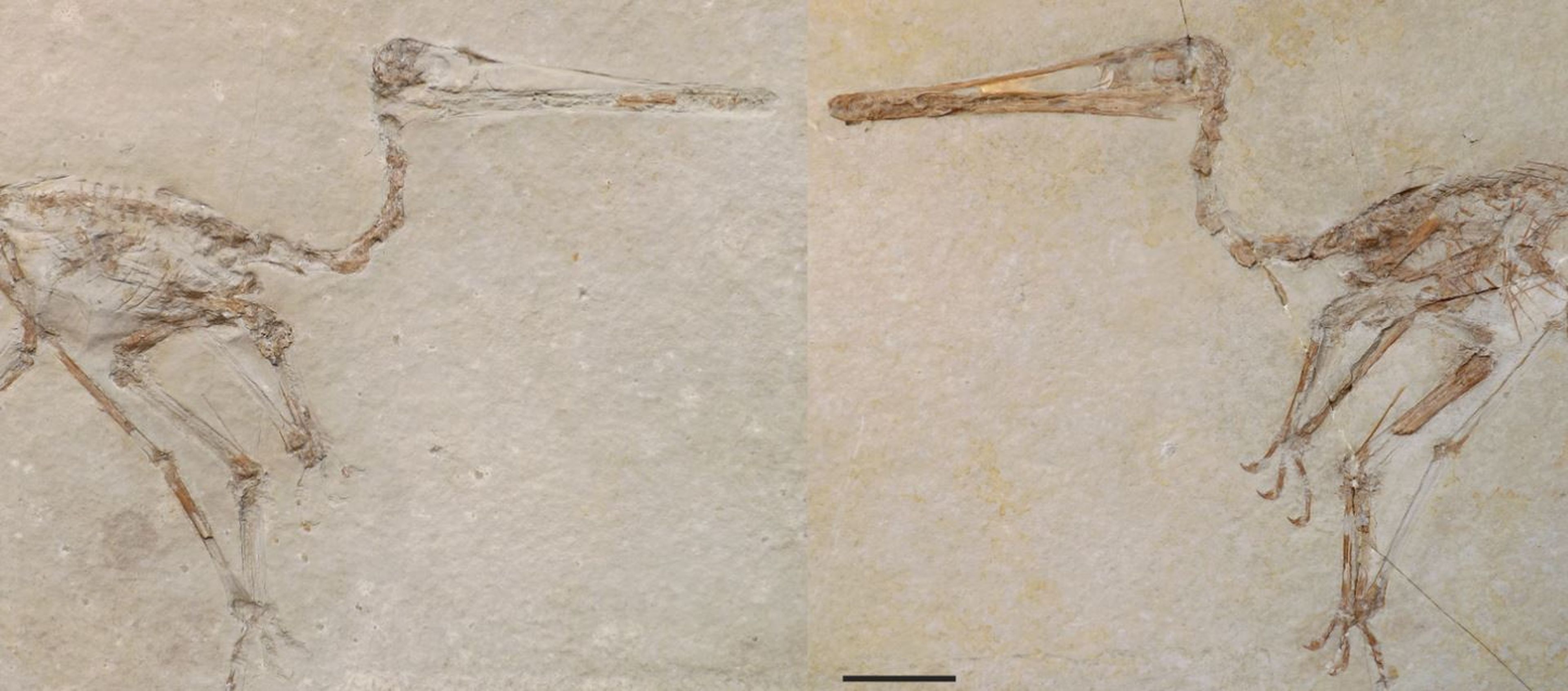 Fósiles de 'Aerodactylus'
