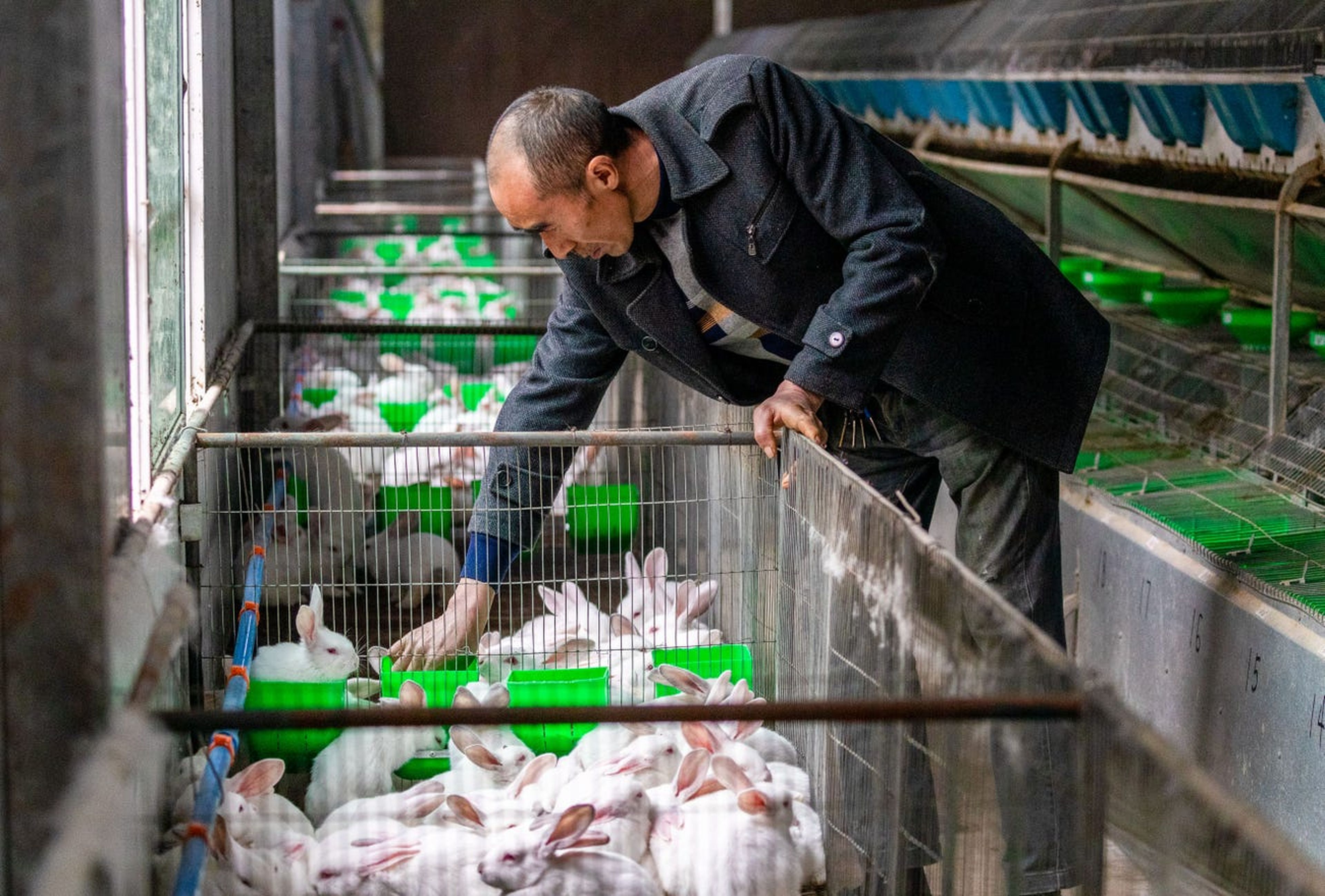 Granja de conejos en China