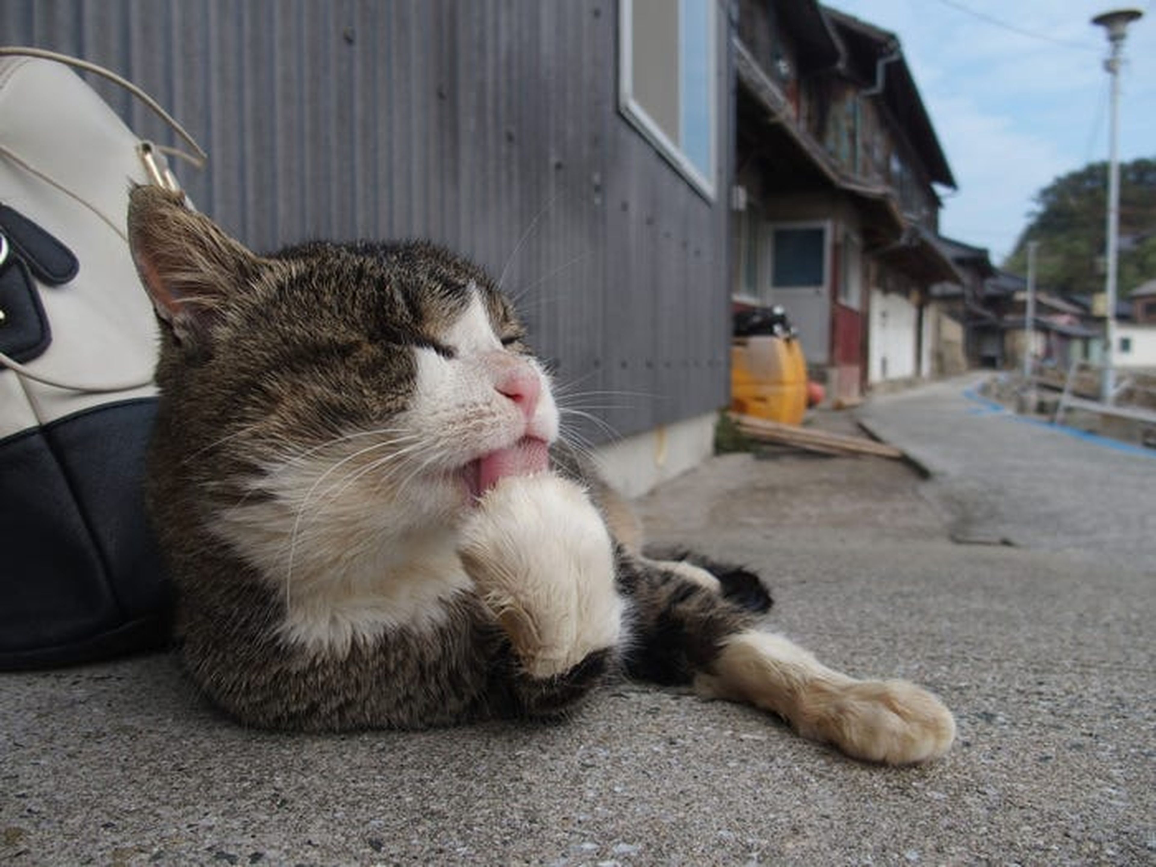 Así es la Isla de los gatos, en Japón