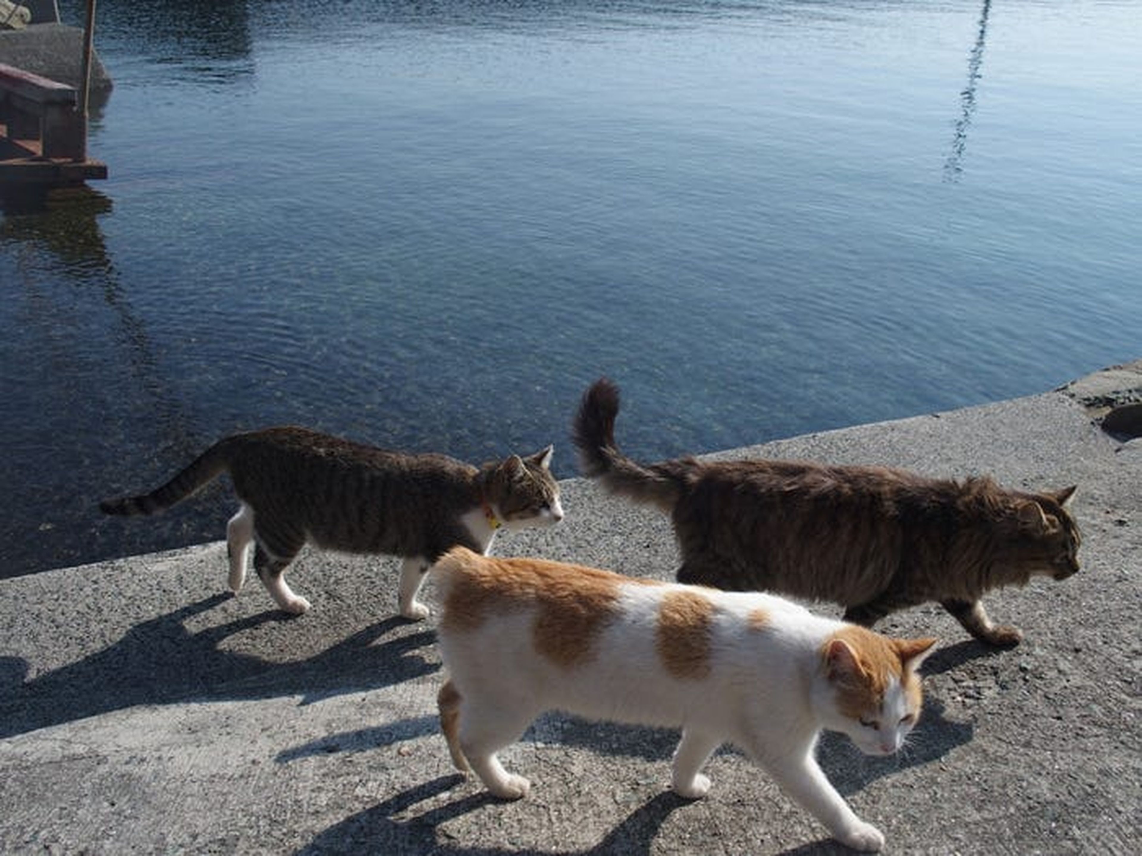 Así es la Isla de los gatos, en Japón