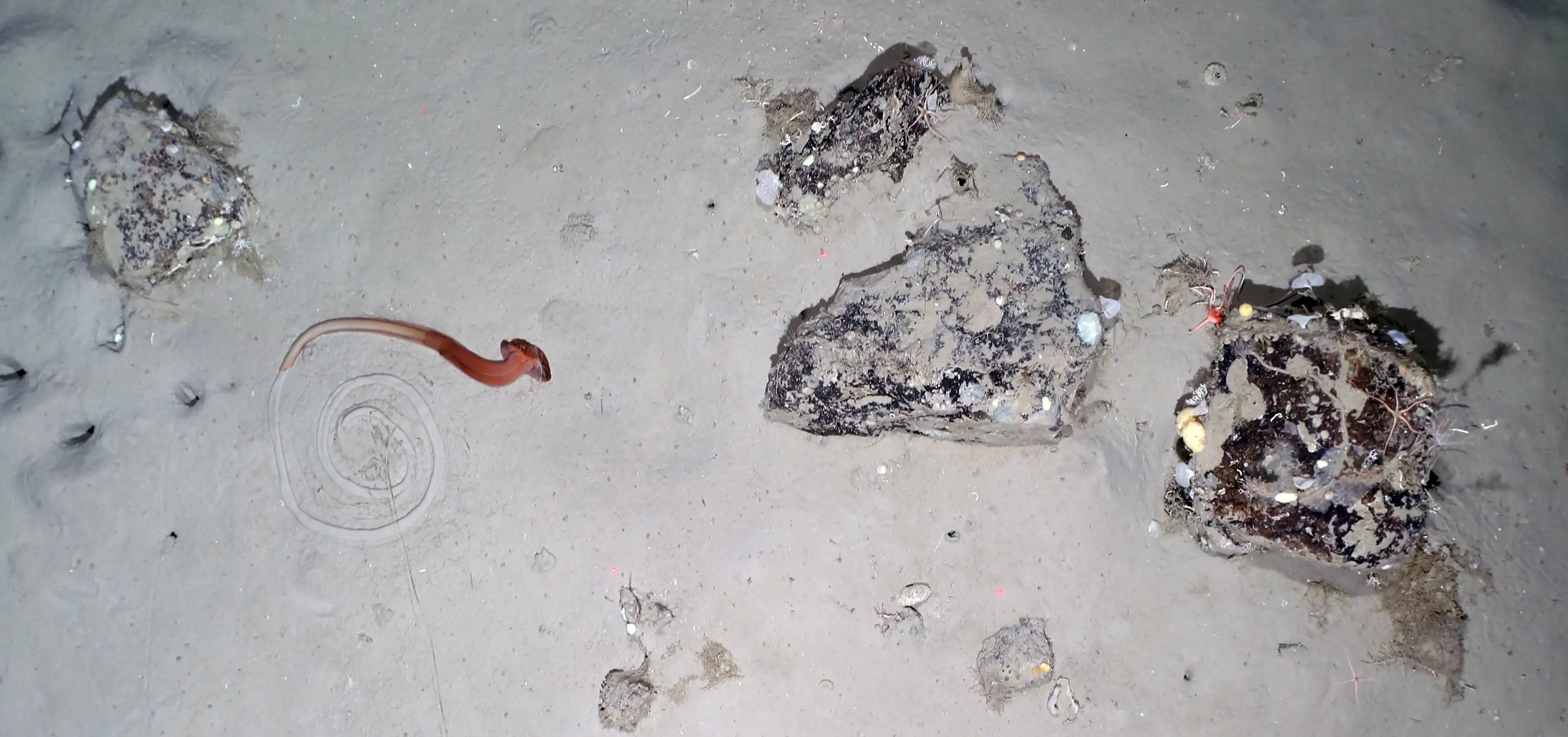 Un gusano marino deja un rastro en espiral de sus heces en el lecho marino.
