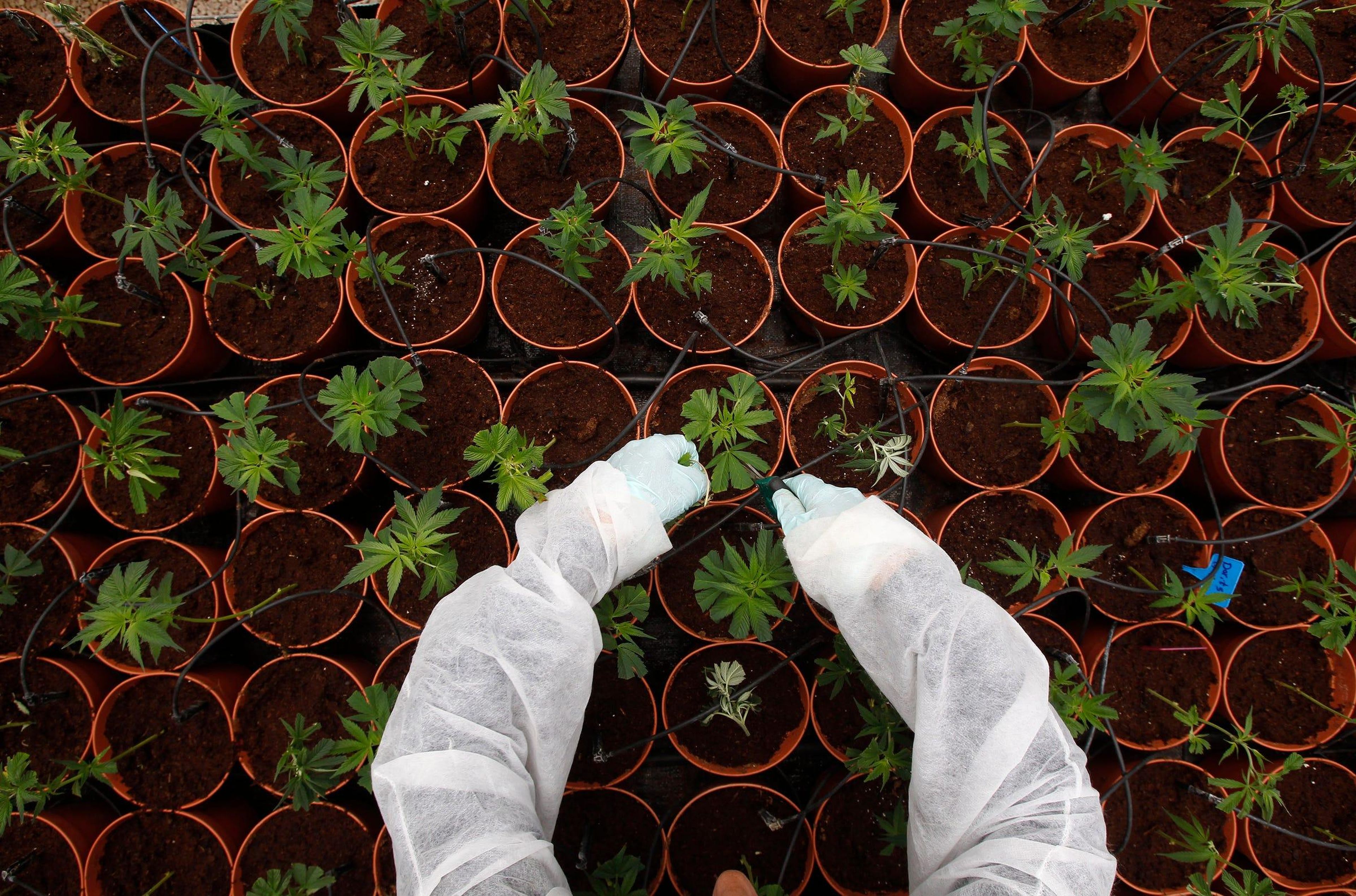 Plantación de cannabis cerca de la ciudad de Safed, a norte de Israel, el 11 de junio de 2012.
