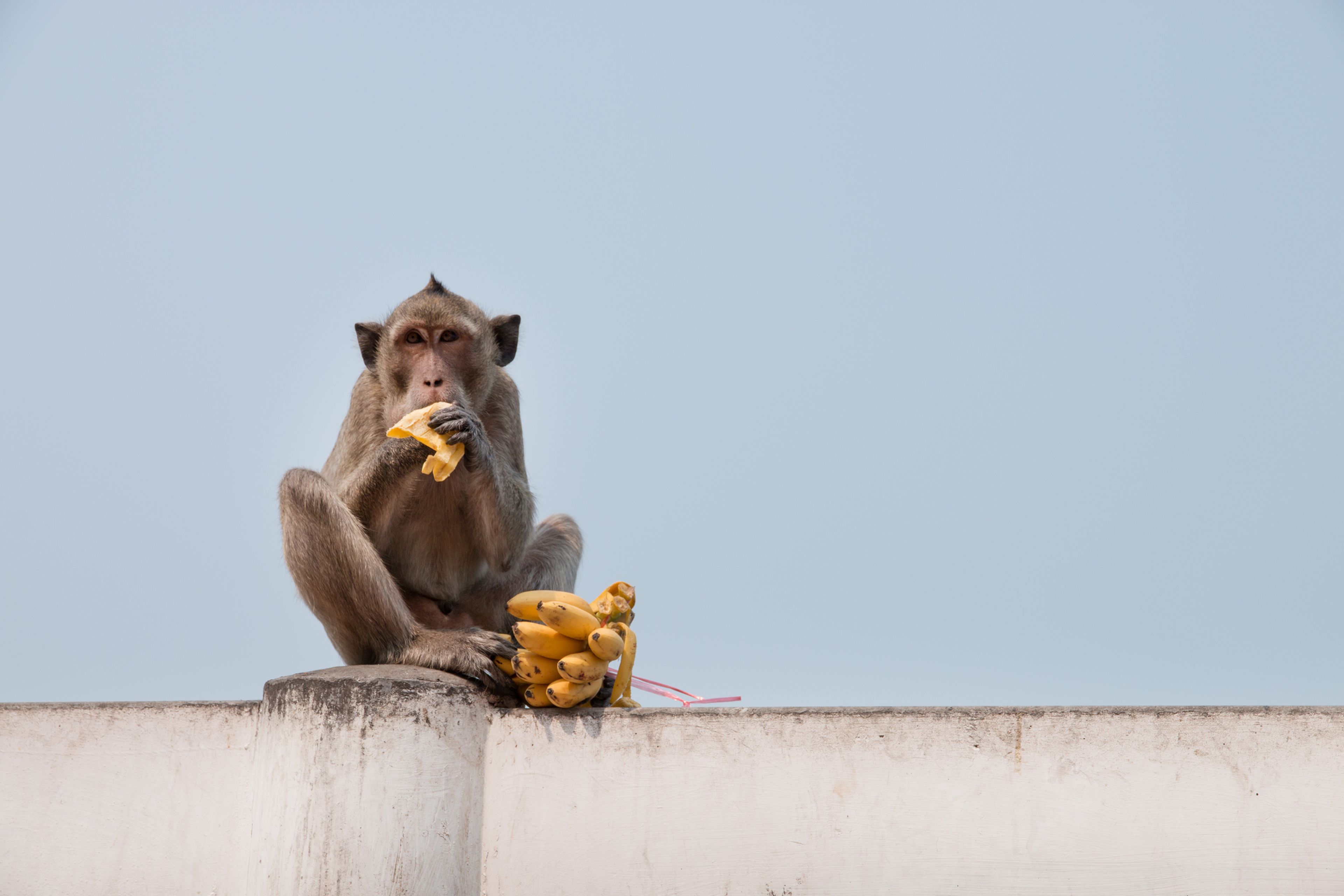 Mono comiendo plátanos