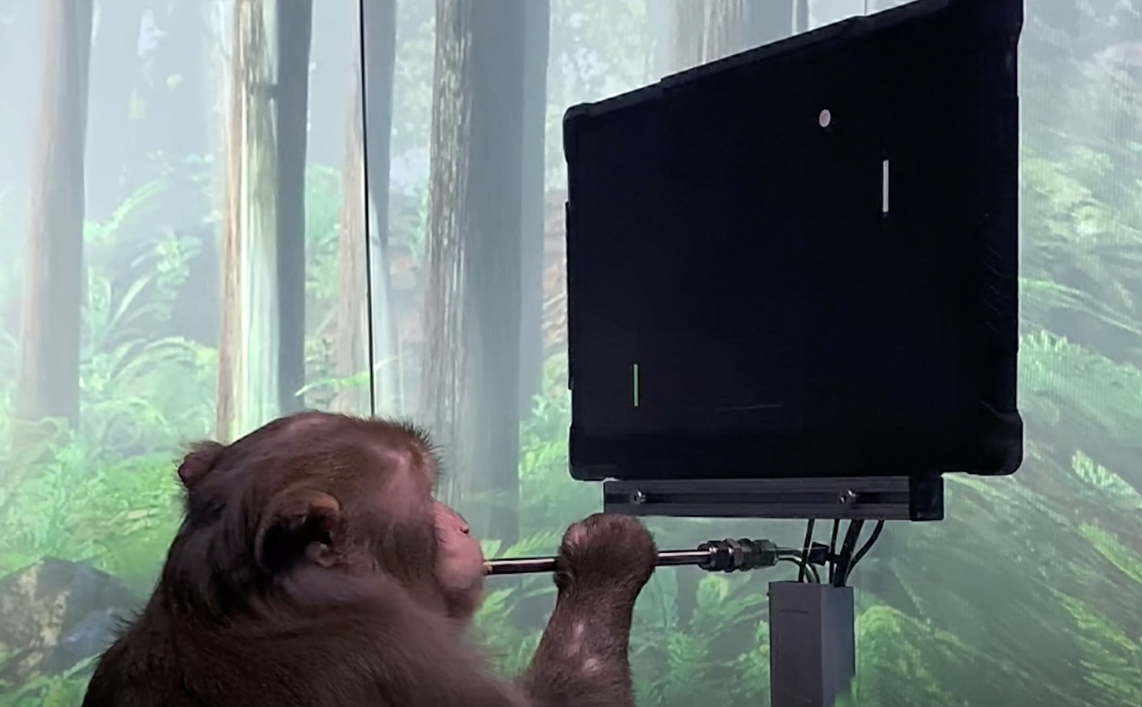 Un mono juega a un videojuego con la mente, según Neuralink