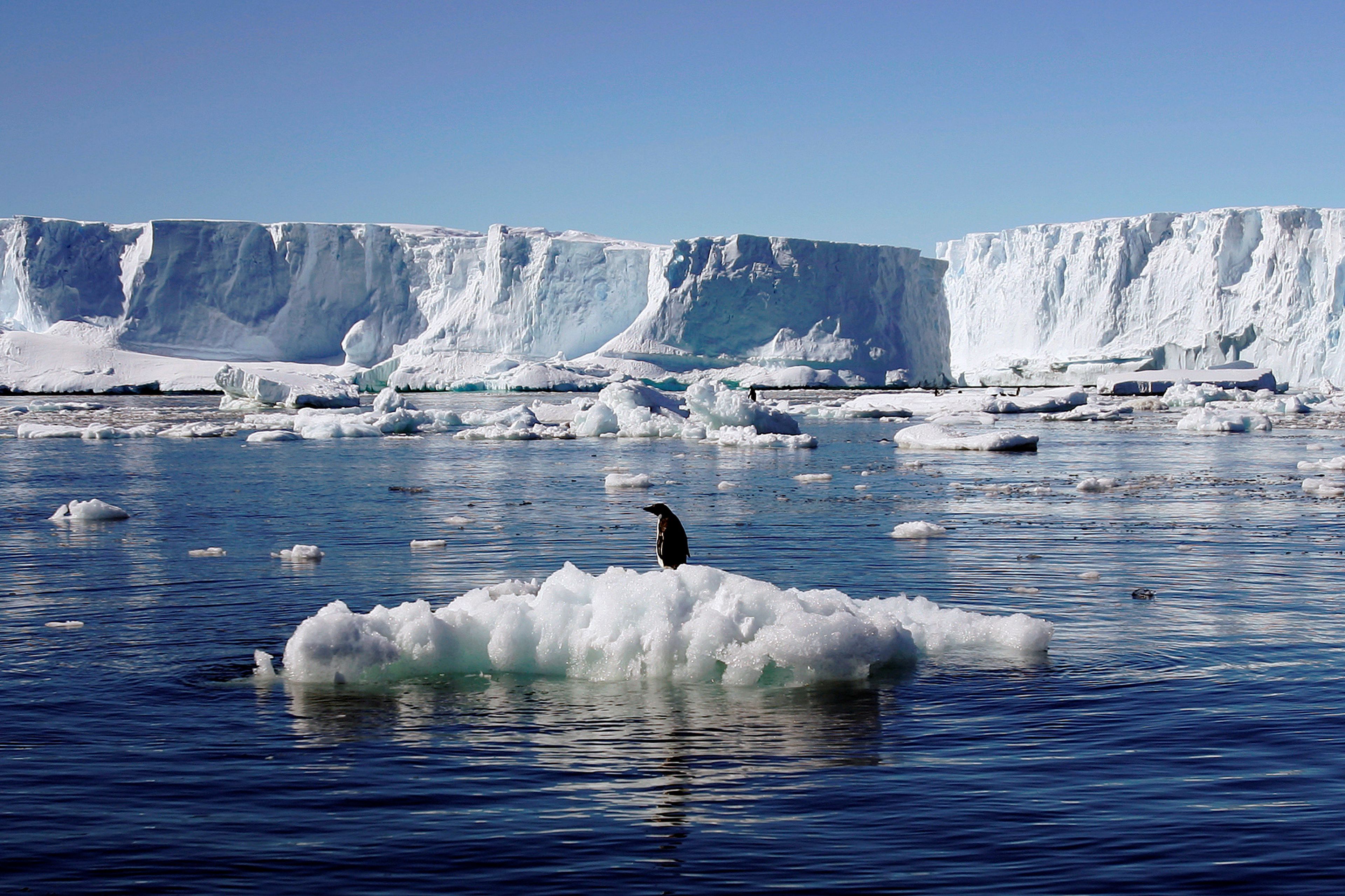 pingüino deshielo glaciares