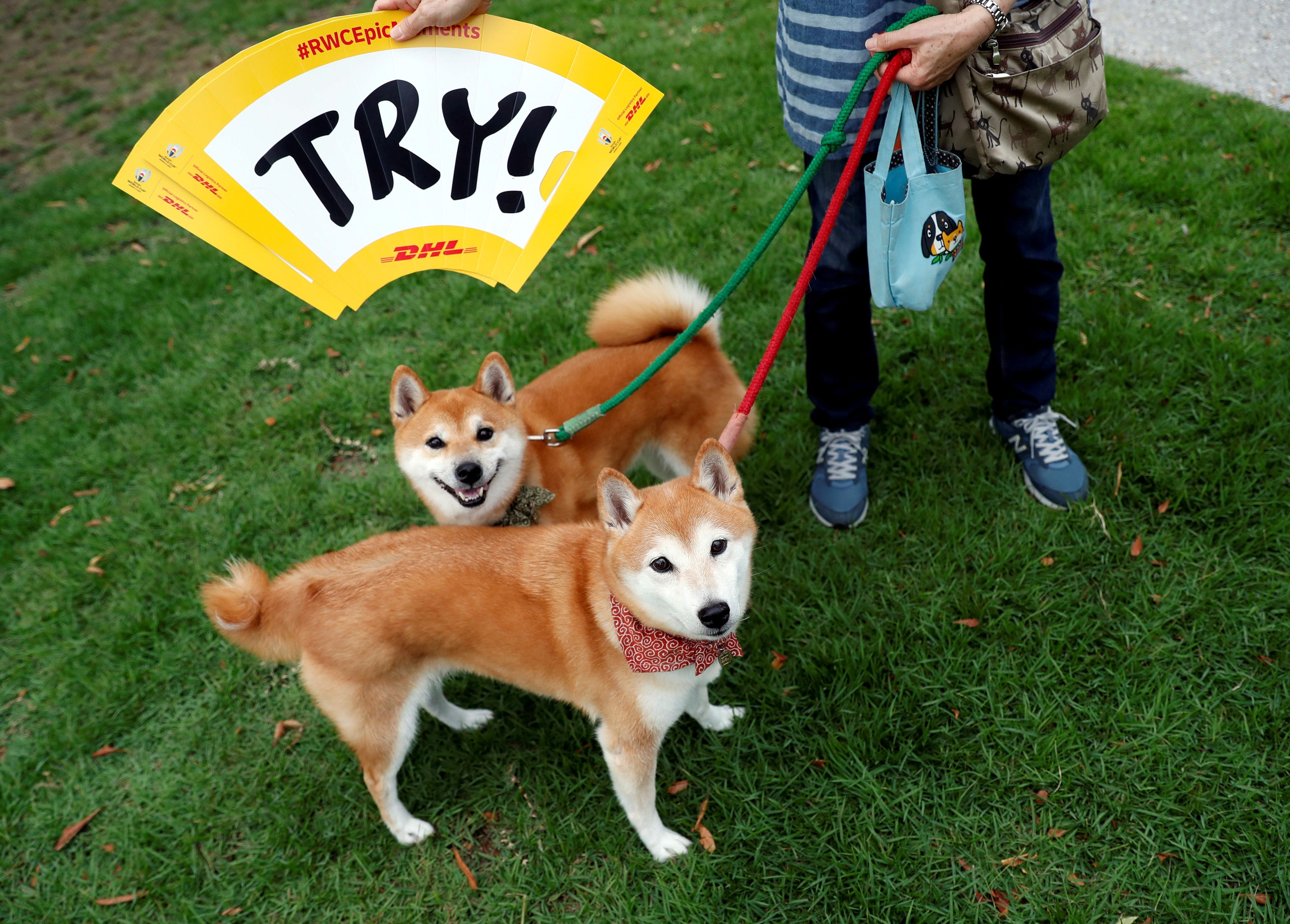 Dos perros Shiba Inu, la raza en la que se inspiró la criptomoneda Dogecoin.