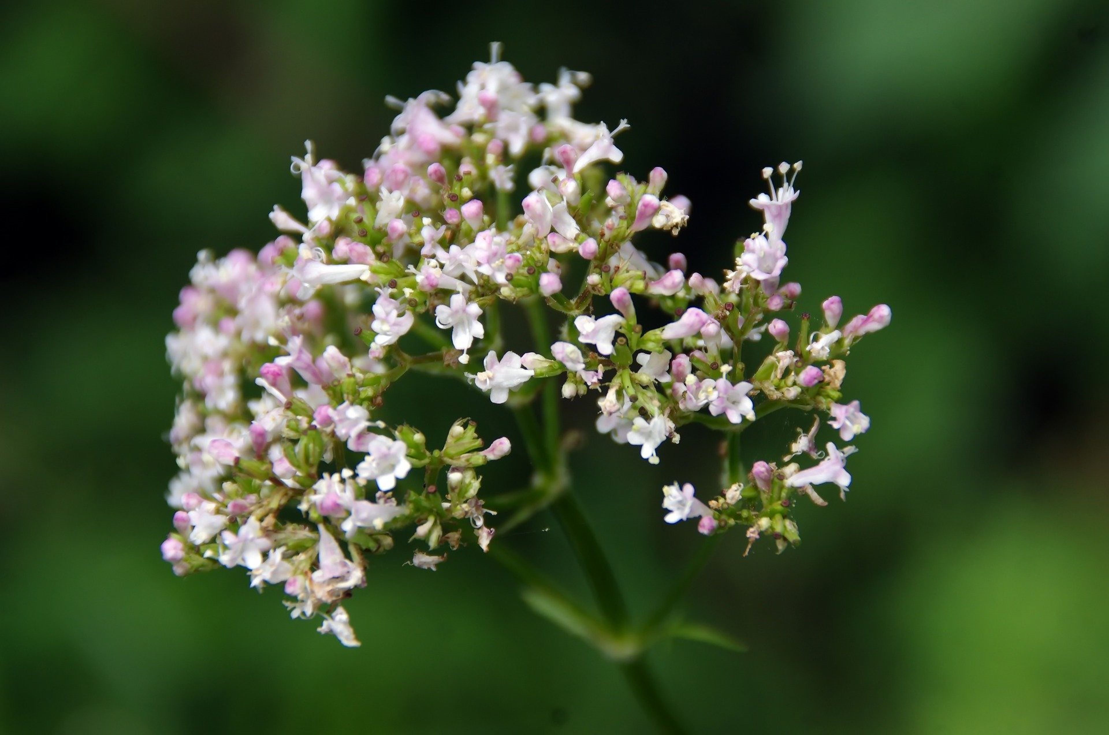 Flor de valeriana