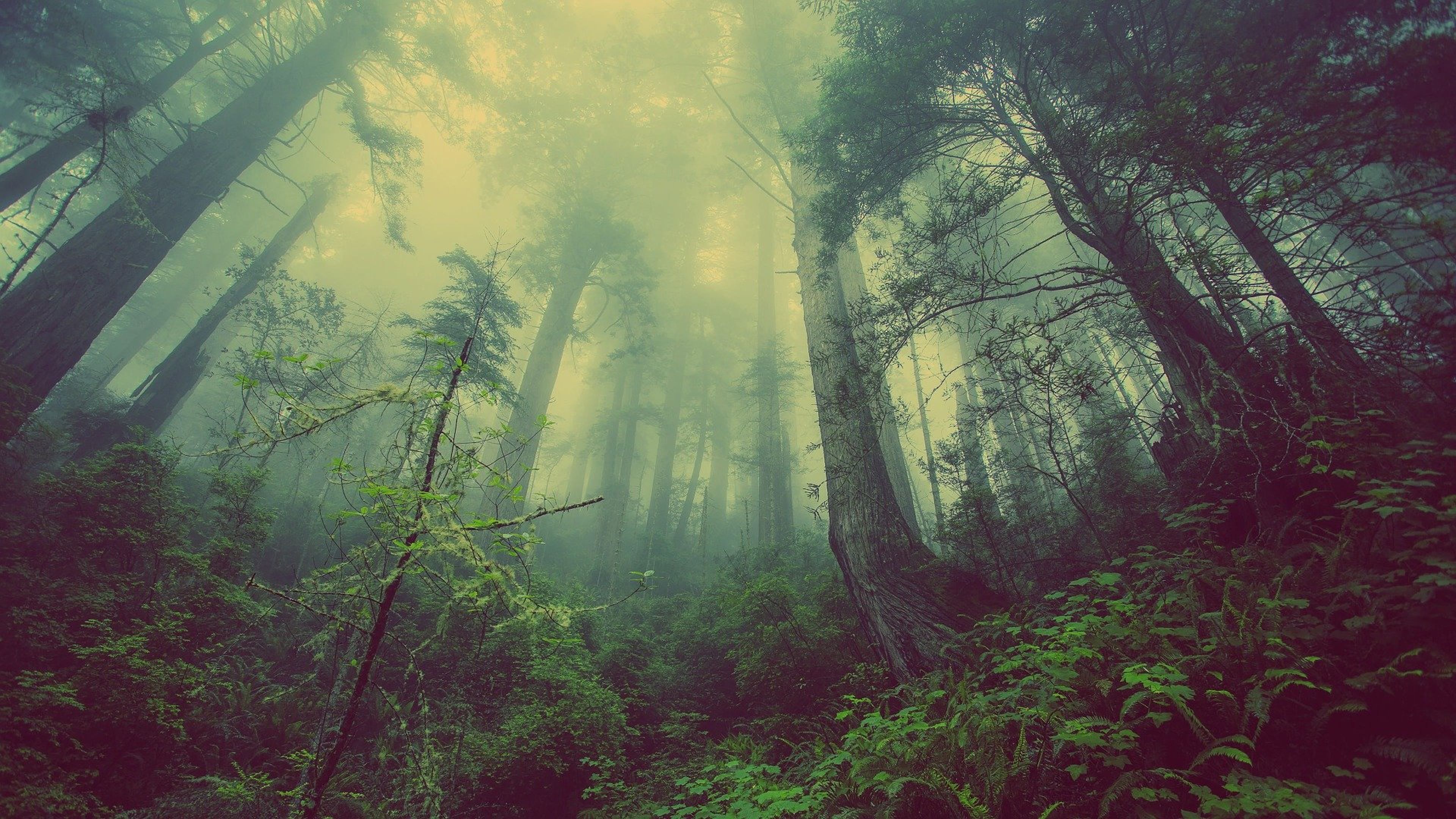 Misterio niebla bosque