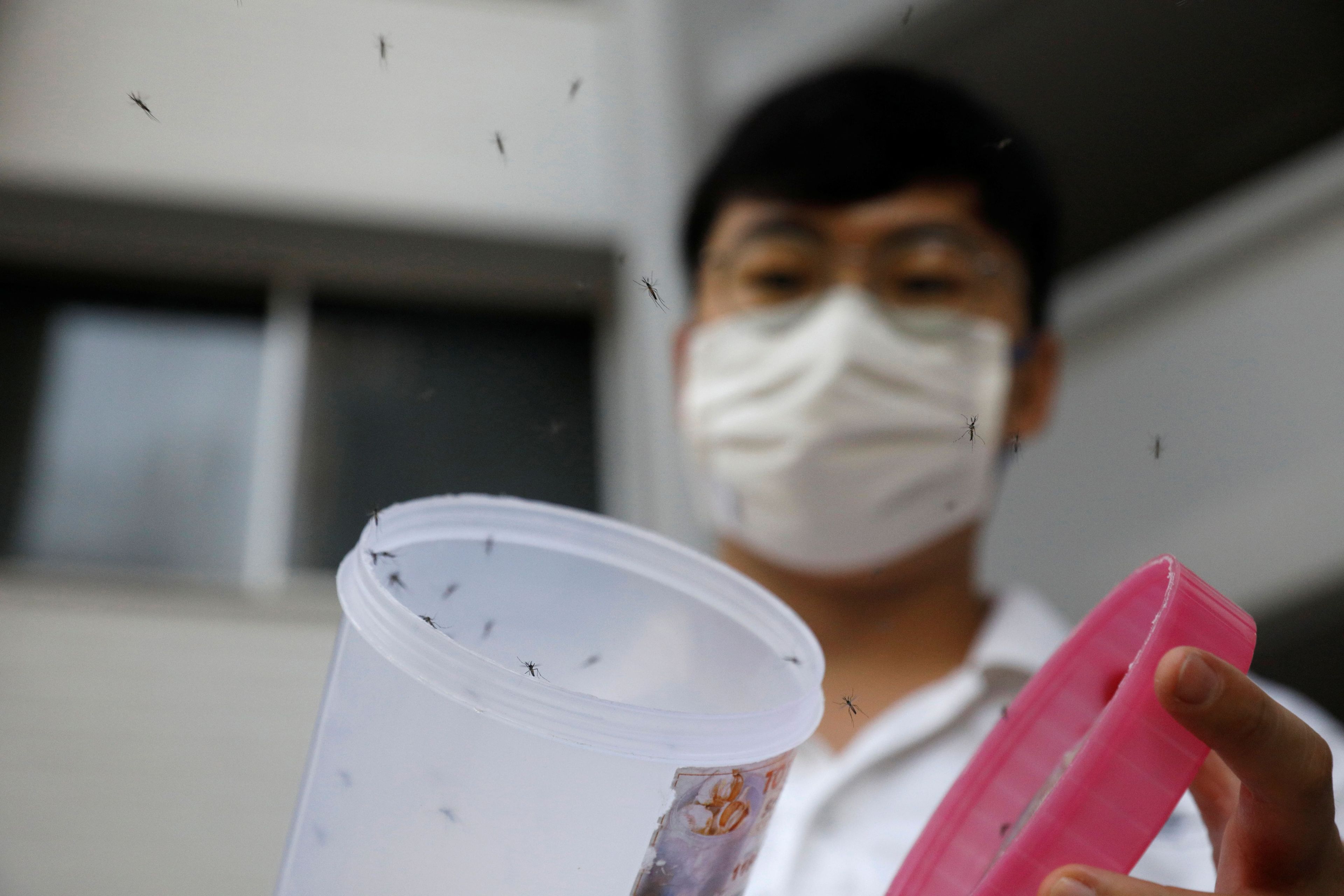 mosquitos modificado genéticamente