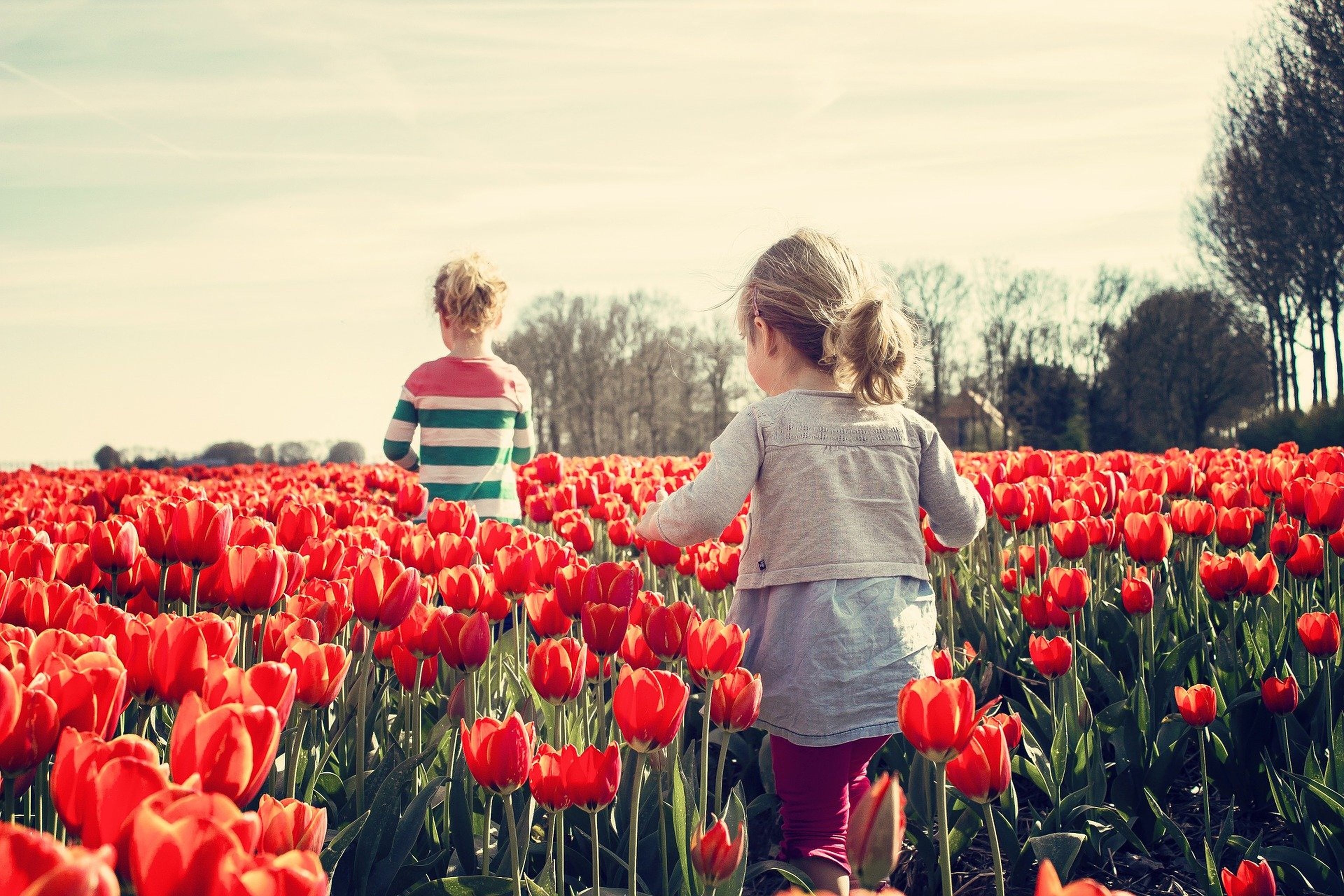 Un niño y una niña pasean entre tulipanes (Pixabay)