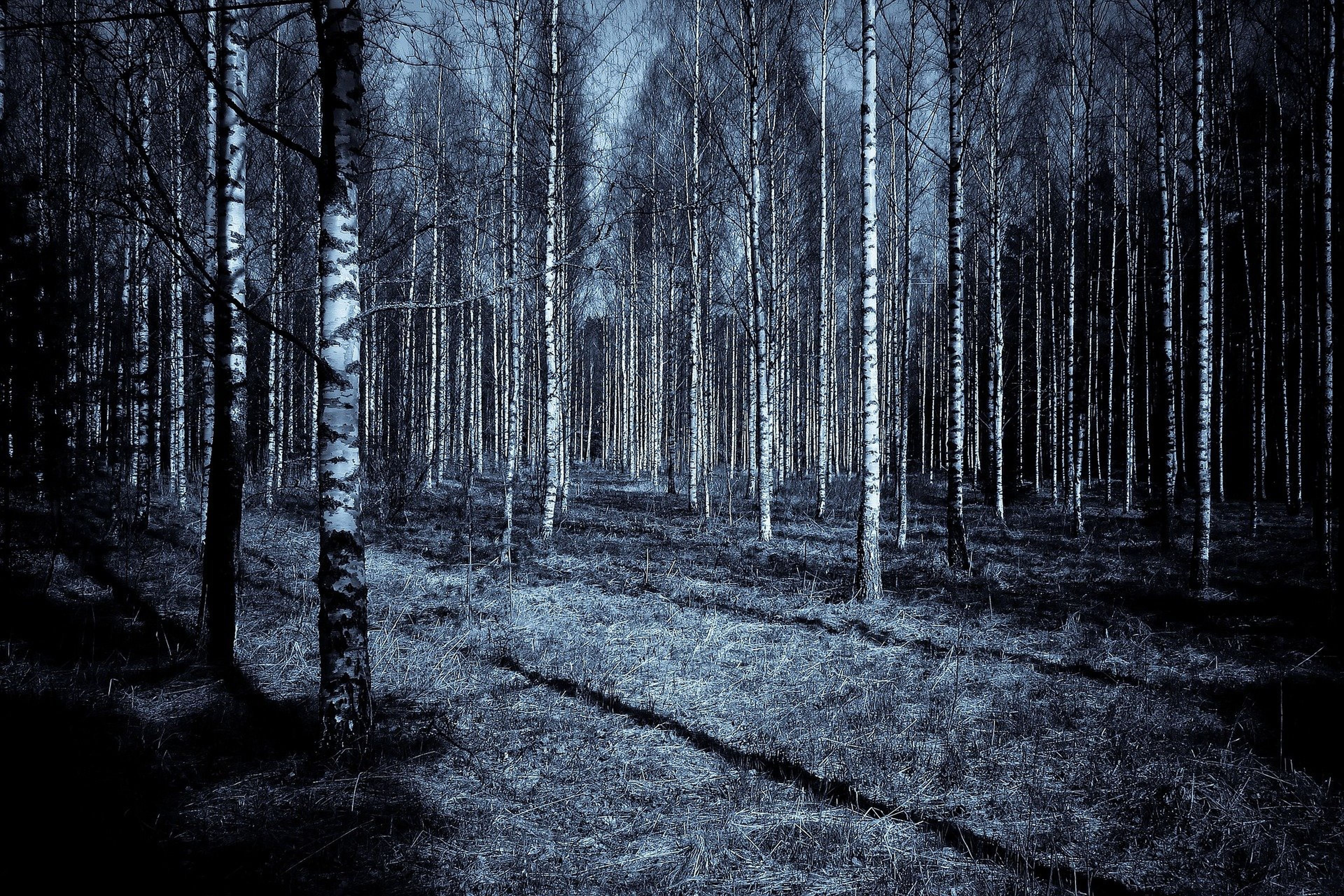 Paranormal bosque misterio