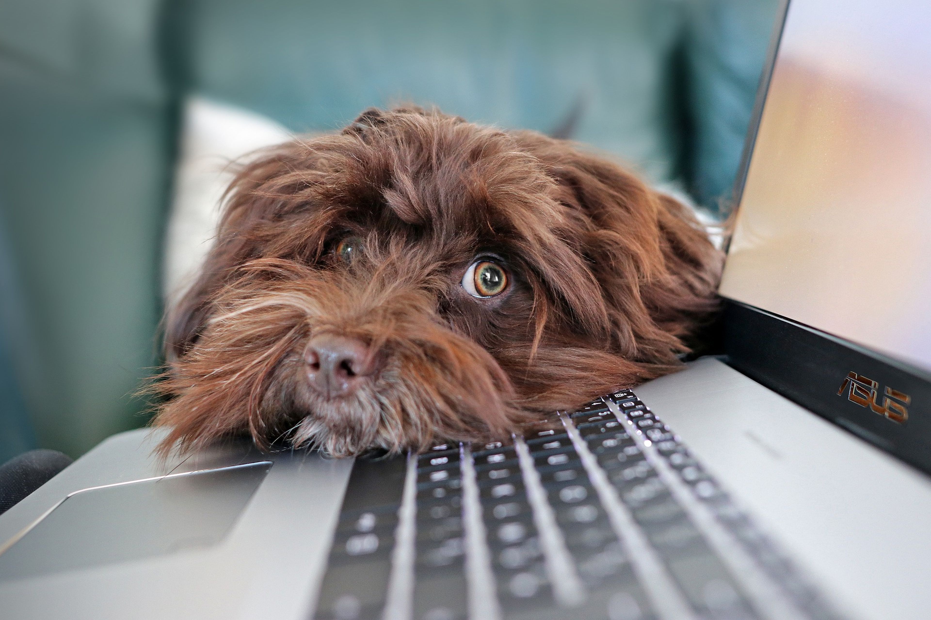 Un perro apoya la cabeza sobre el ordenador.