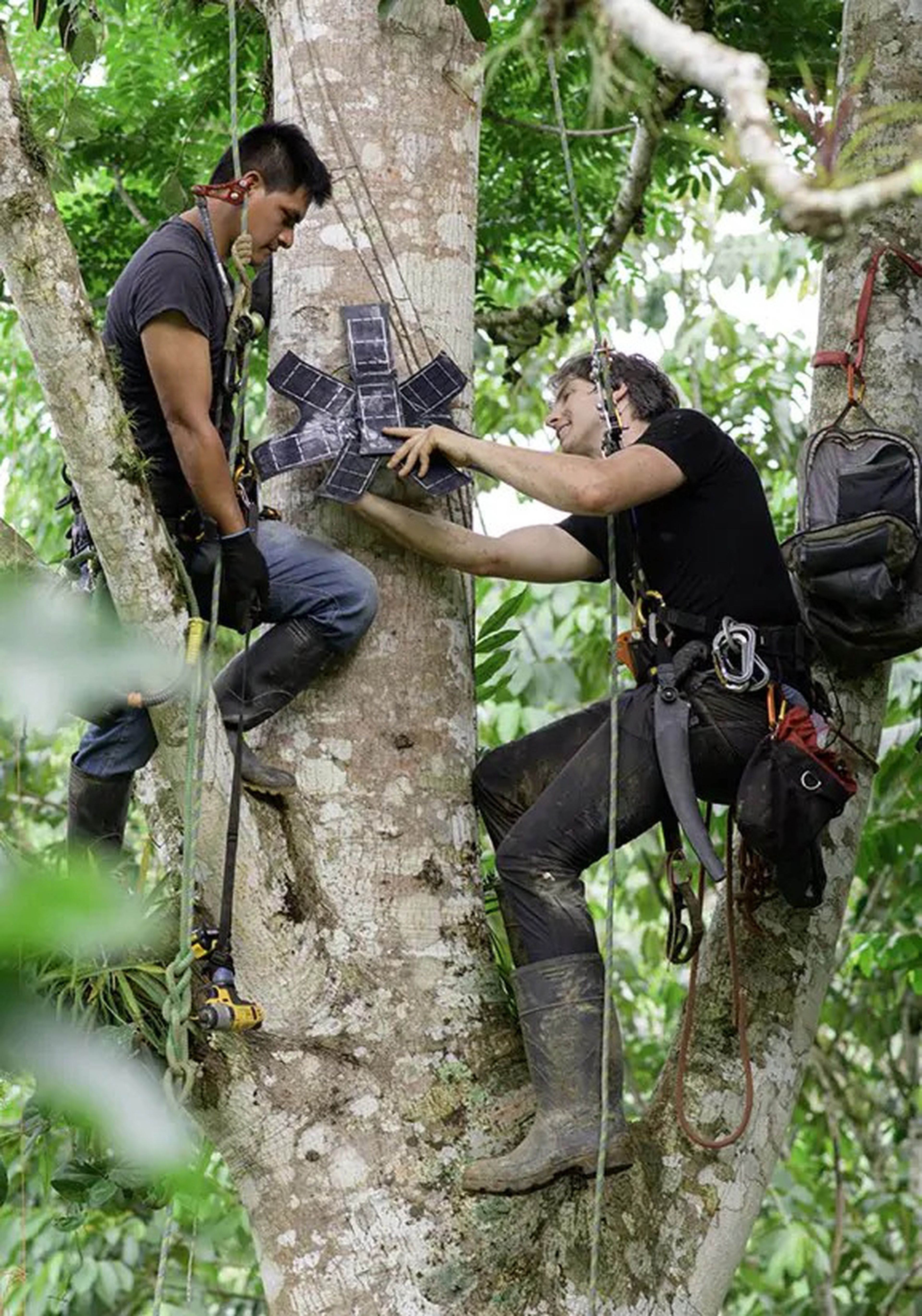White y su equipo colocando 'The Guardian' en un árbol.