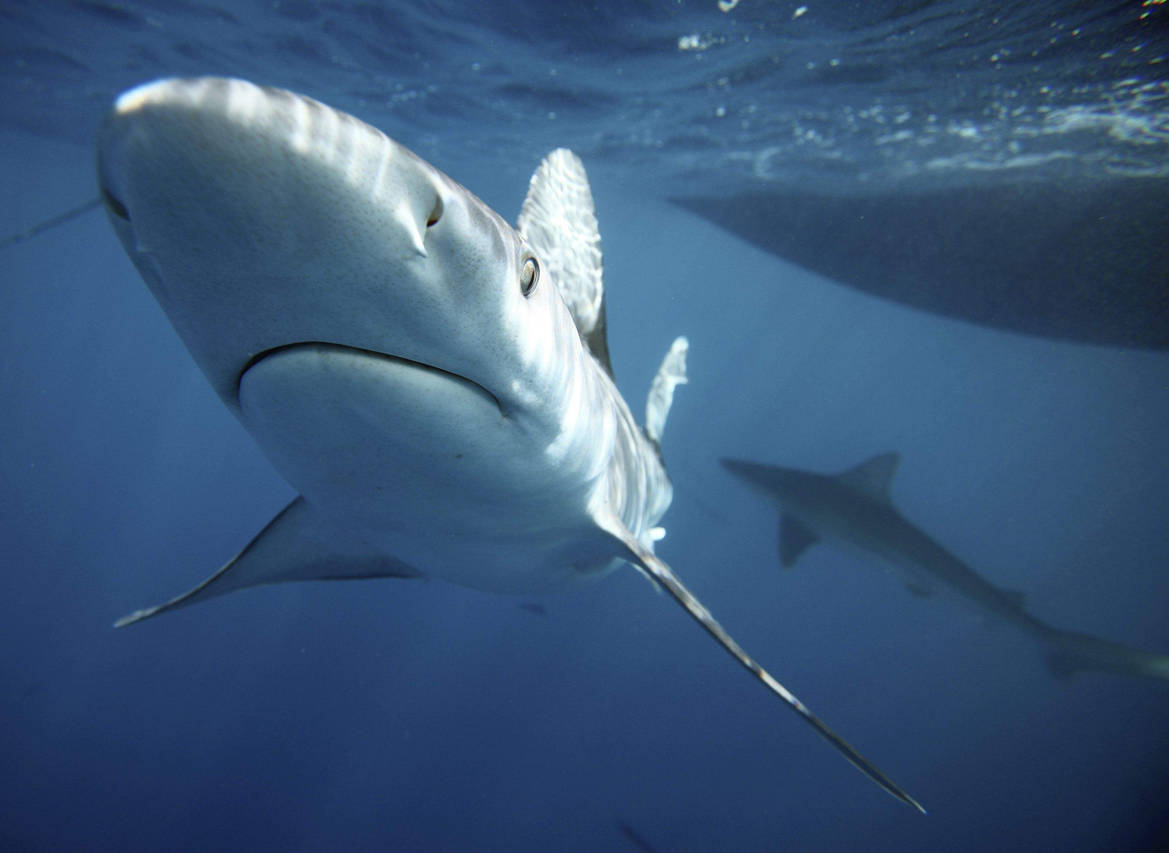 Los tiburones utilizan los campos magnéticos terrestres como guía en sus movimientos