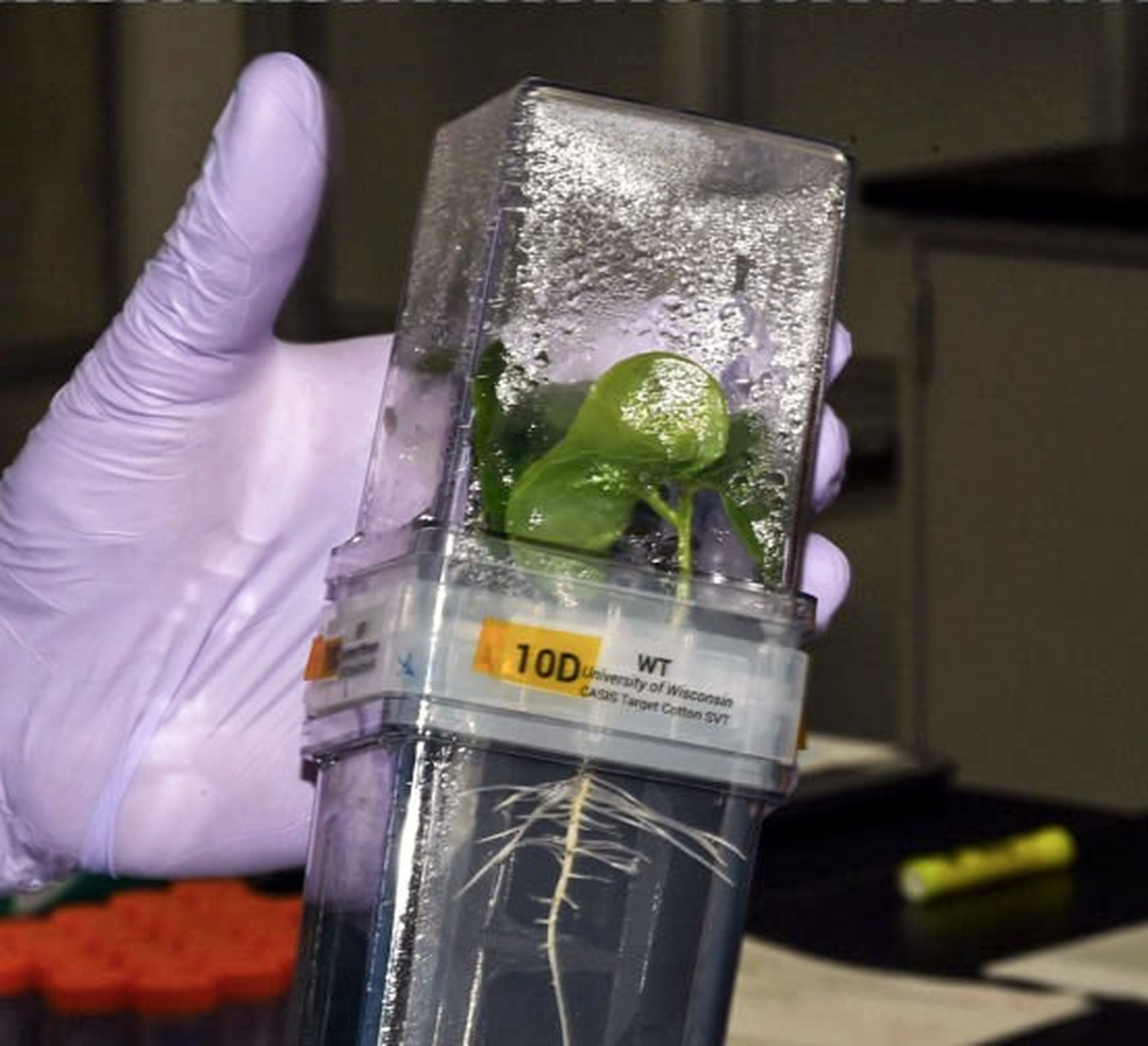 Algodón resistente de la NASA enviado a la EEI.