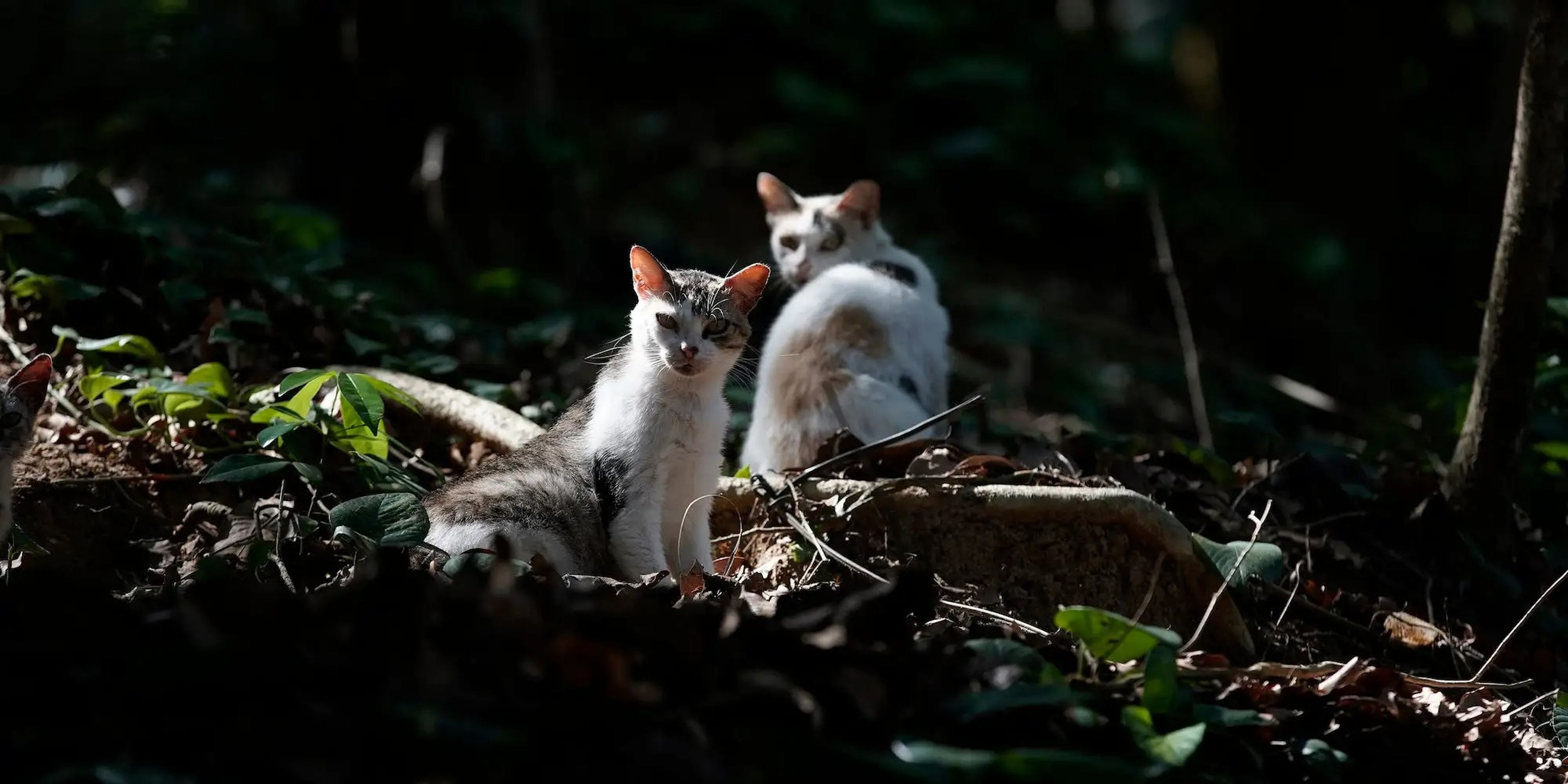 Los gatos conviven en la isla de Furtada, conocida popularmente como "la isla de los gatos", en Mangaratiba, Brasil,.