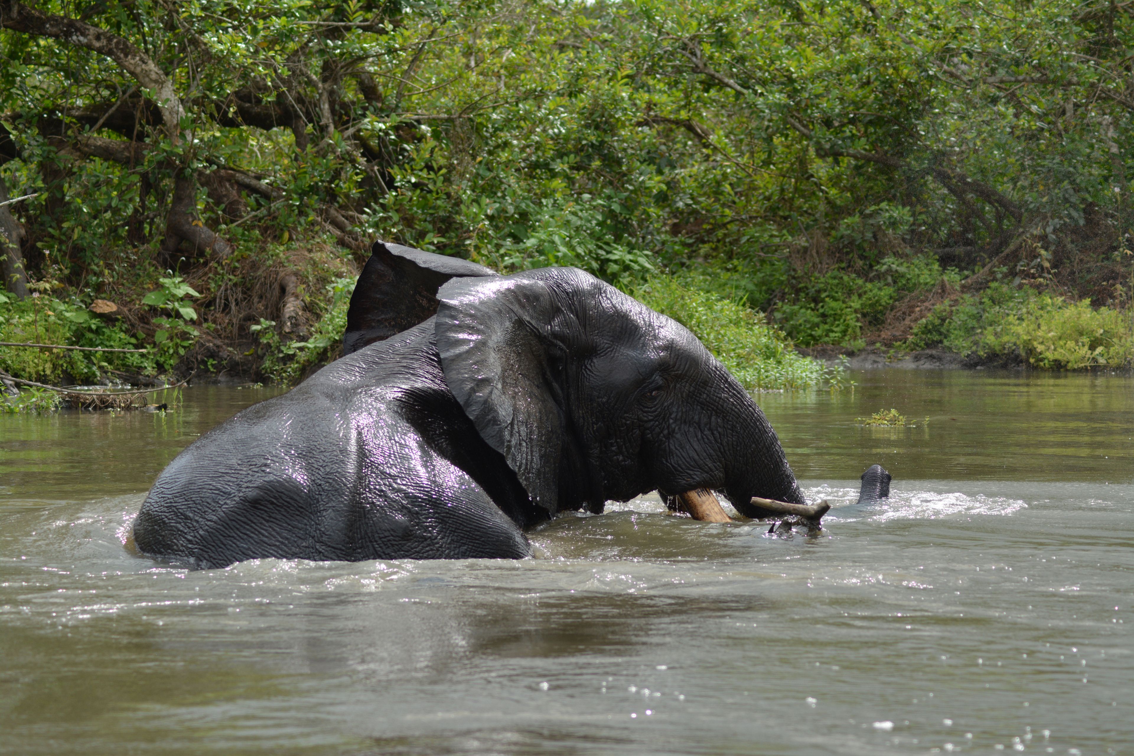 Elefante cruzando el río Akaka en Gabón.