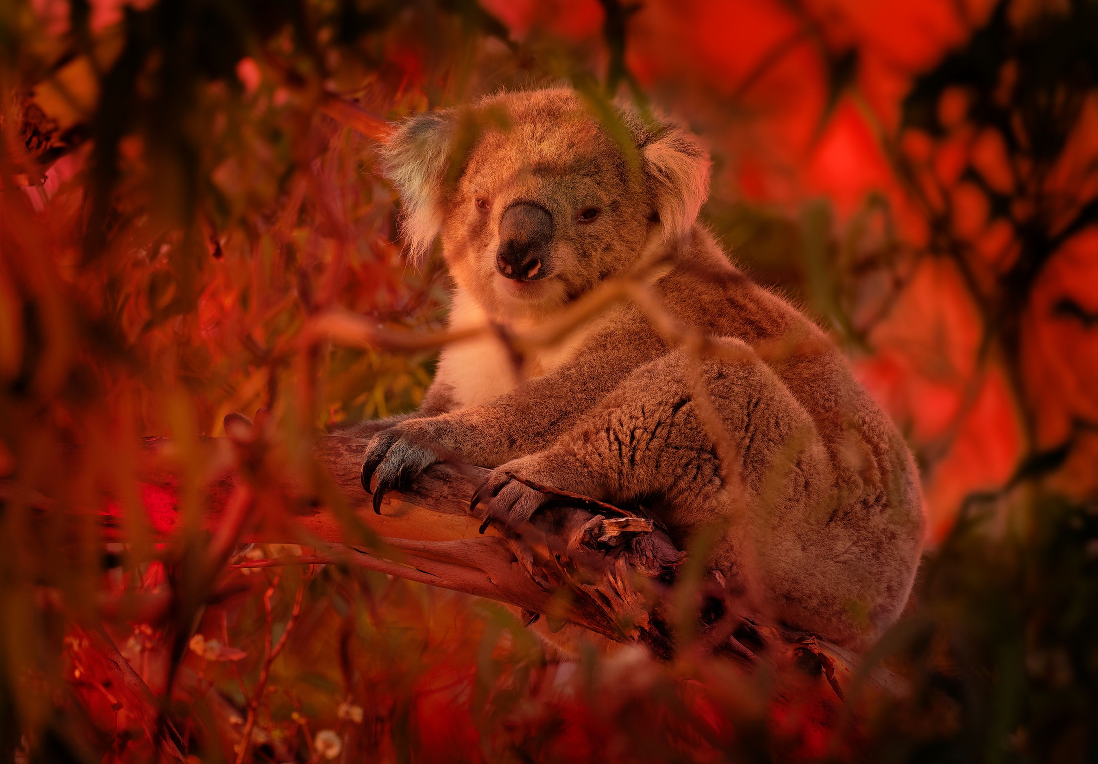 Koala sobre un eucalipto durante los incendios de Australia en 2020.