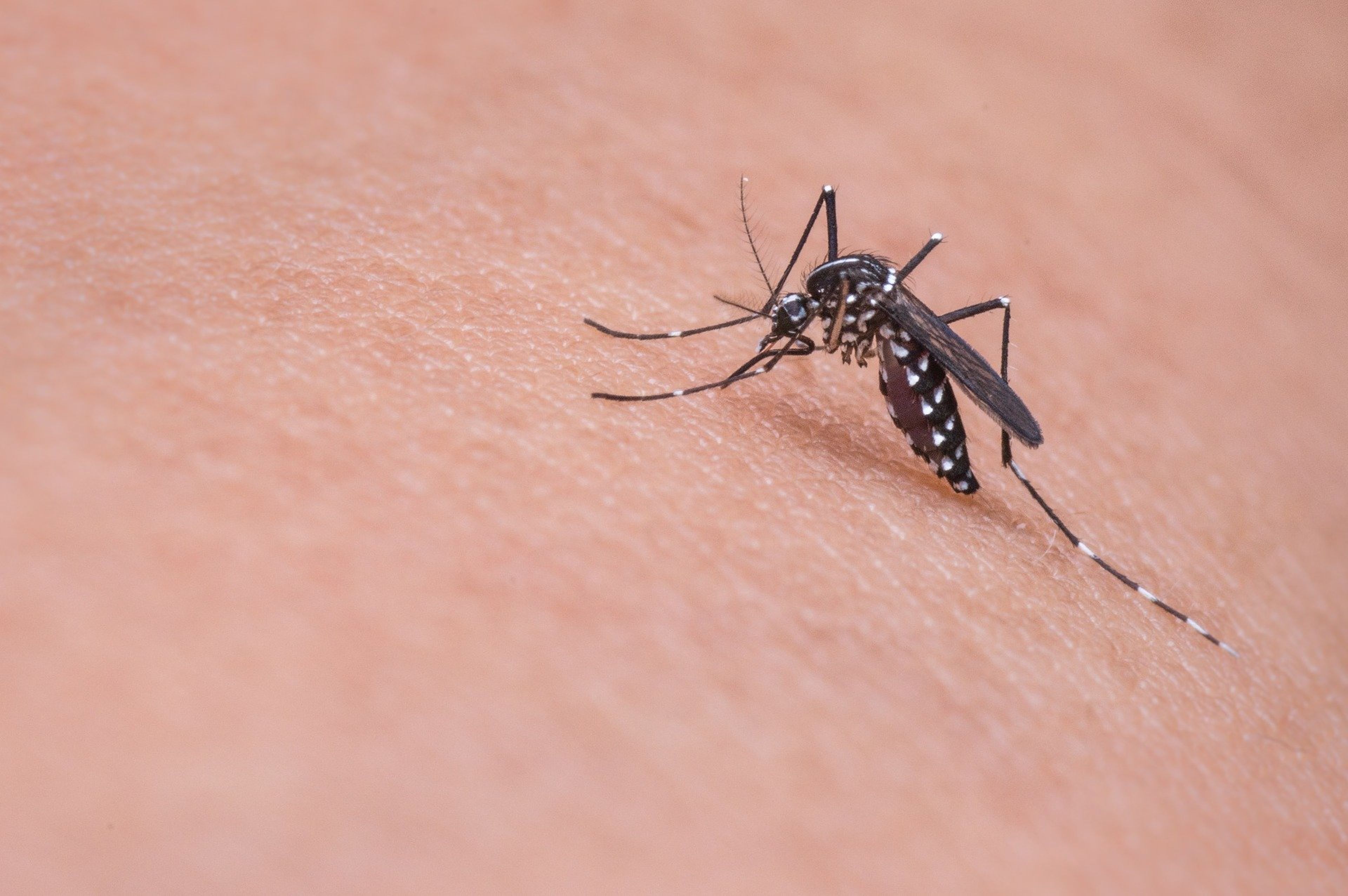 Un mosquito sobre la piel.