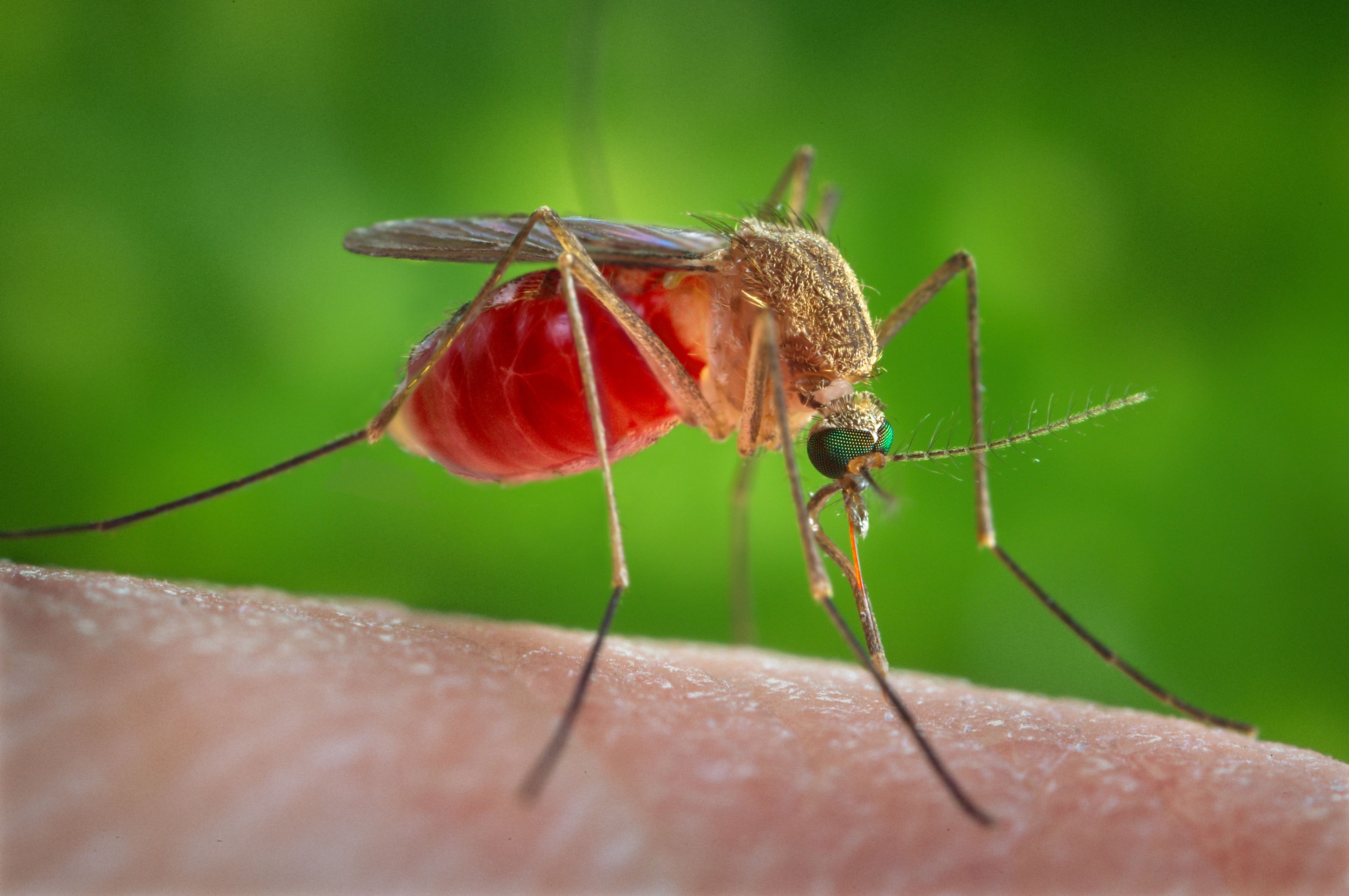 ¿Por qué los mosquitos pican más a unas personas que a otras? Una investigación analiza una nueva vía para erradicar la malaria